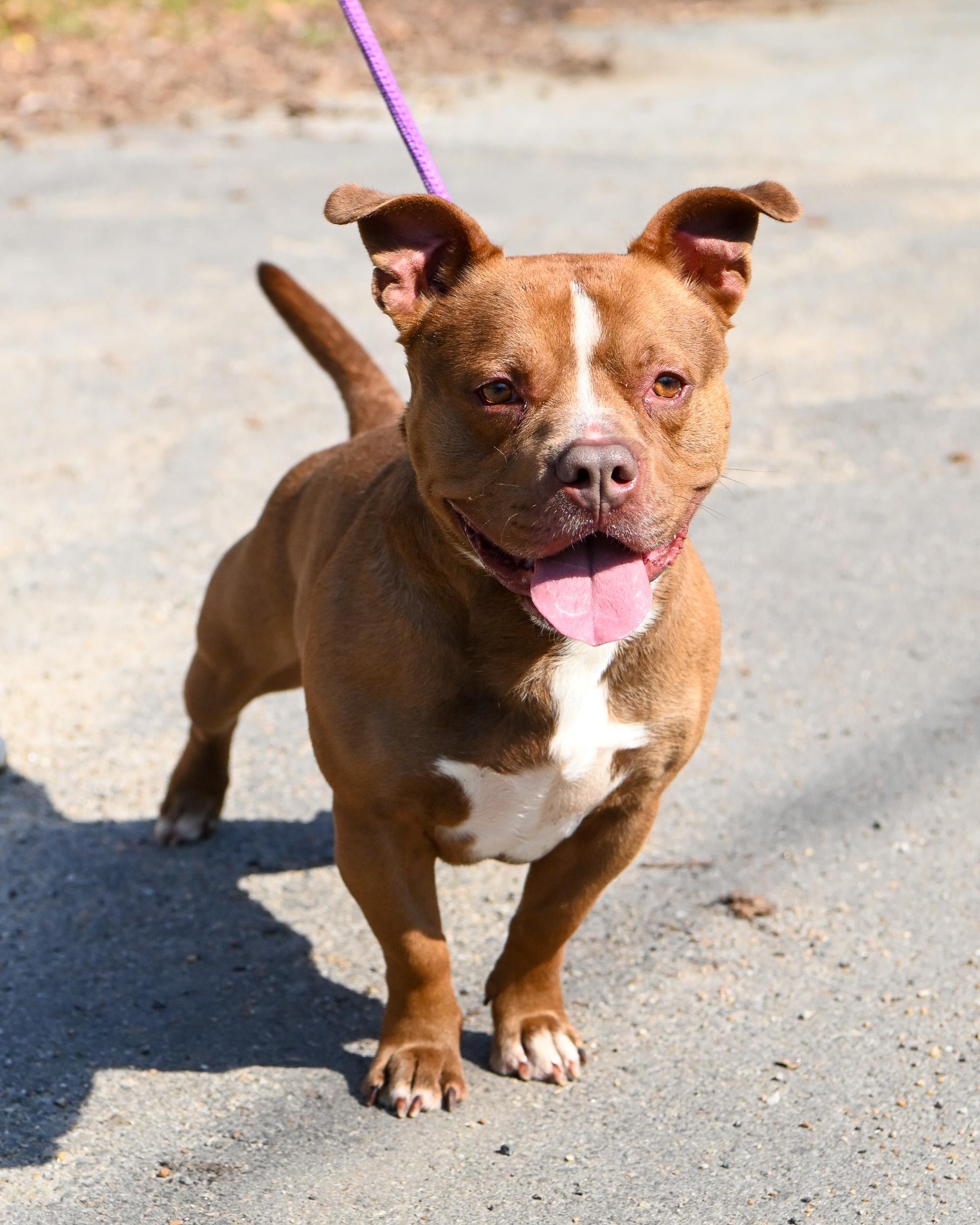 Short Stack, Adoptable, Young Male American Bully.