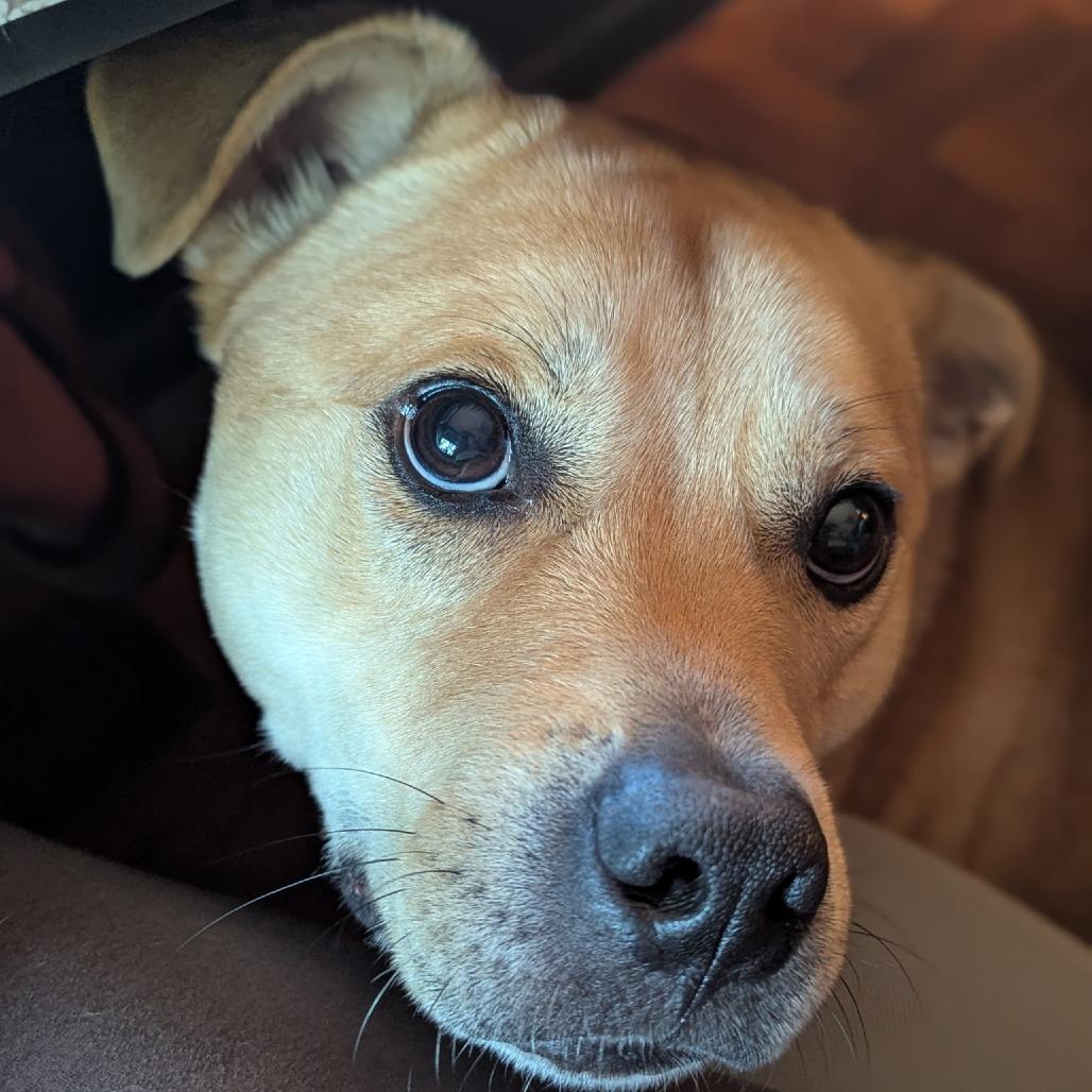 Dinker, Adoptable, Adult Male Shiba Inu & Mixed Breed.