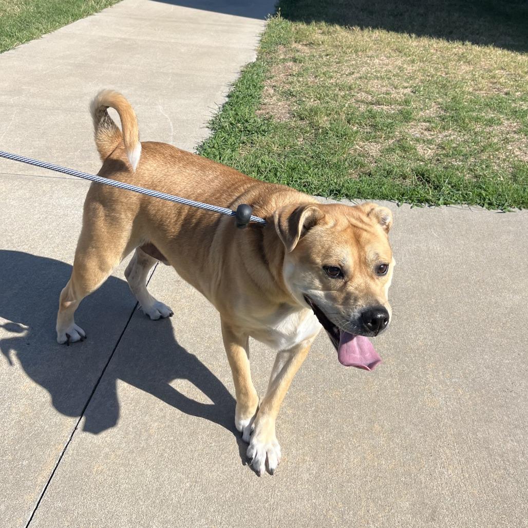 Enlarge Dinker, a Adoptable mixed breed in Fayetteville, AR image 3/6