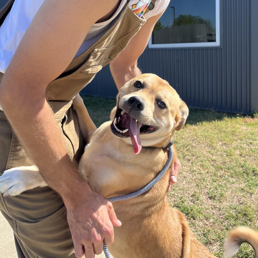 Enlarge Dinker, a Adoptable mixed breed in Fayetteville, AR image 5/6
