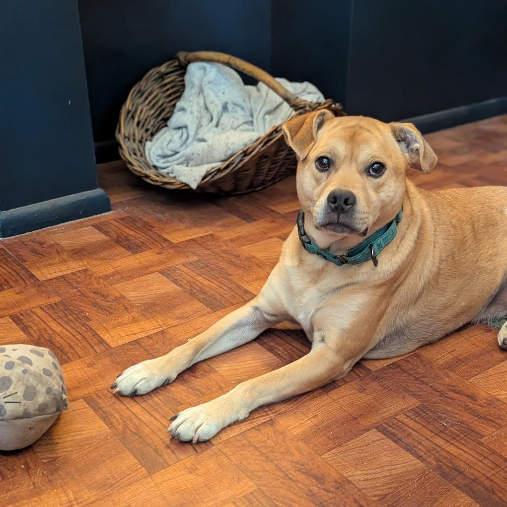 Enlarge Dinker, a Adoptable mixed breed in Fayetteville, AR image 6/6