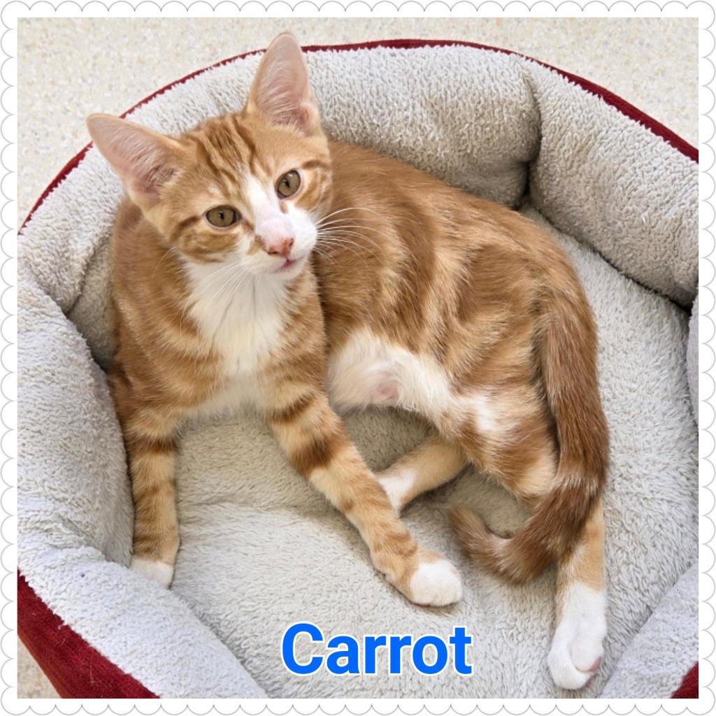 Carrot, Adopted, Young Male Domestic Short Hair.