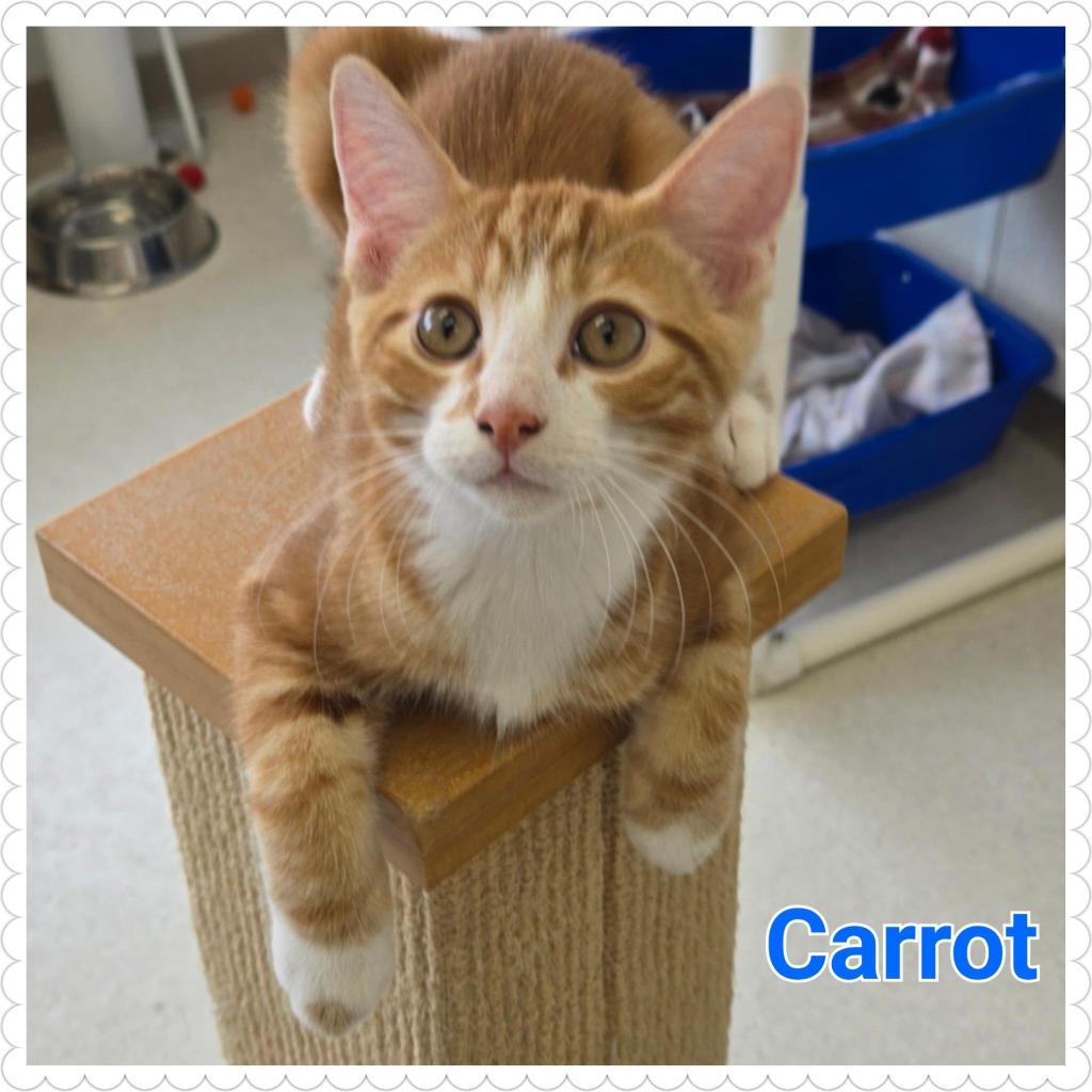 Carrot, a Adopted mixed breed in North Saint Paul, MN image 2/3