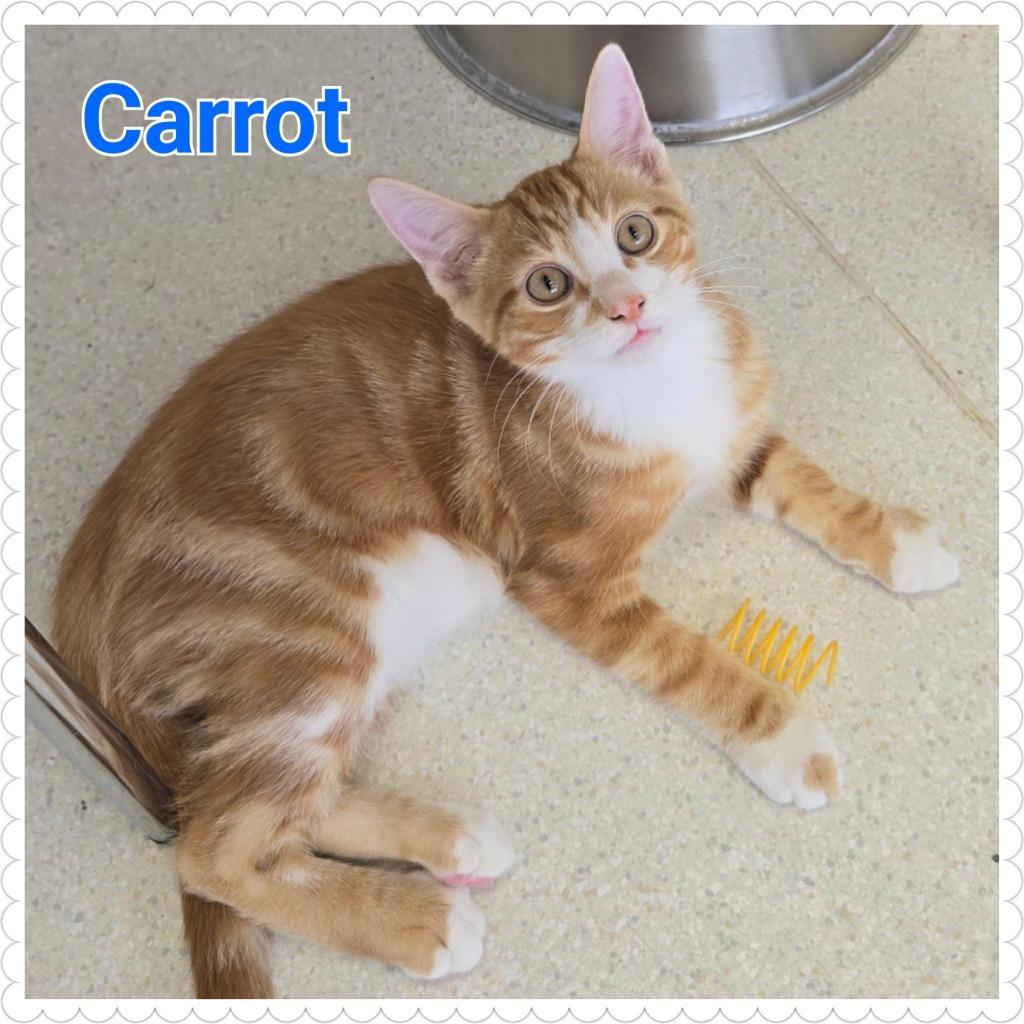 Carrot, a Adopted mixed breed in North Saint Paul, MN image 3/3