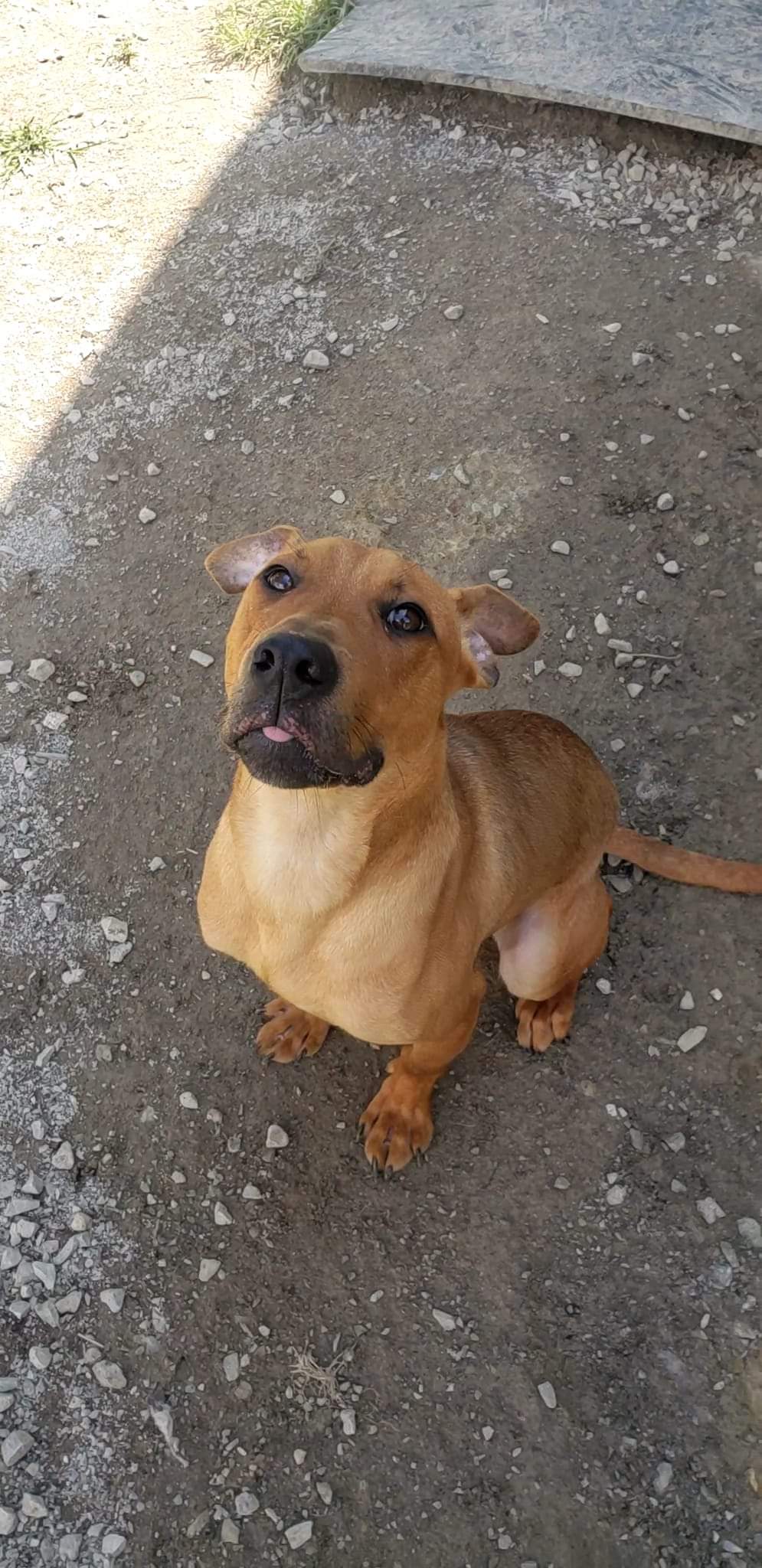 Comet, an adoptable Boxer in Marion, KY, 42064 | Photo Image 2