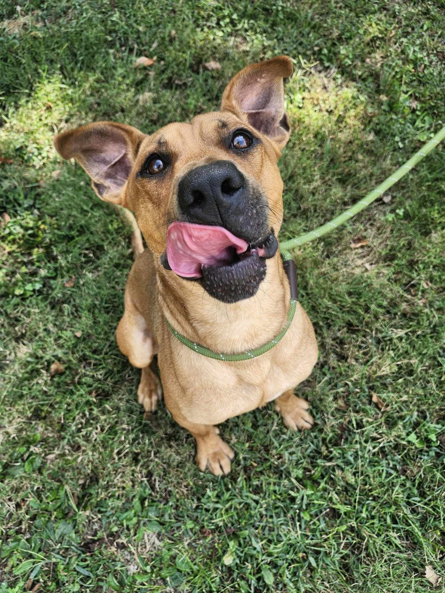 Comet, an adoptable Boxer in Marion, KY, 42064 | Photo Image 1