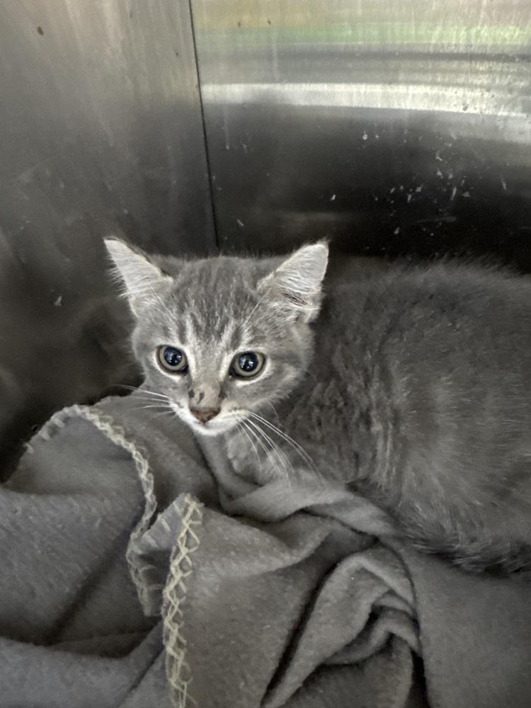 Enlarge Oteria, a Adoptable Domestic Short Hair in Fort Walton Beach, FL image 1/1