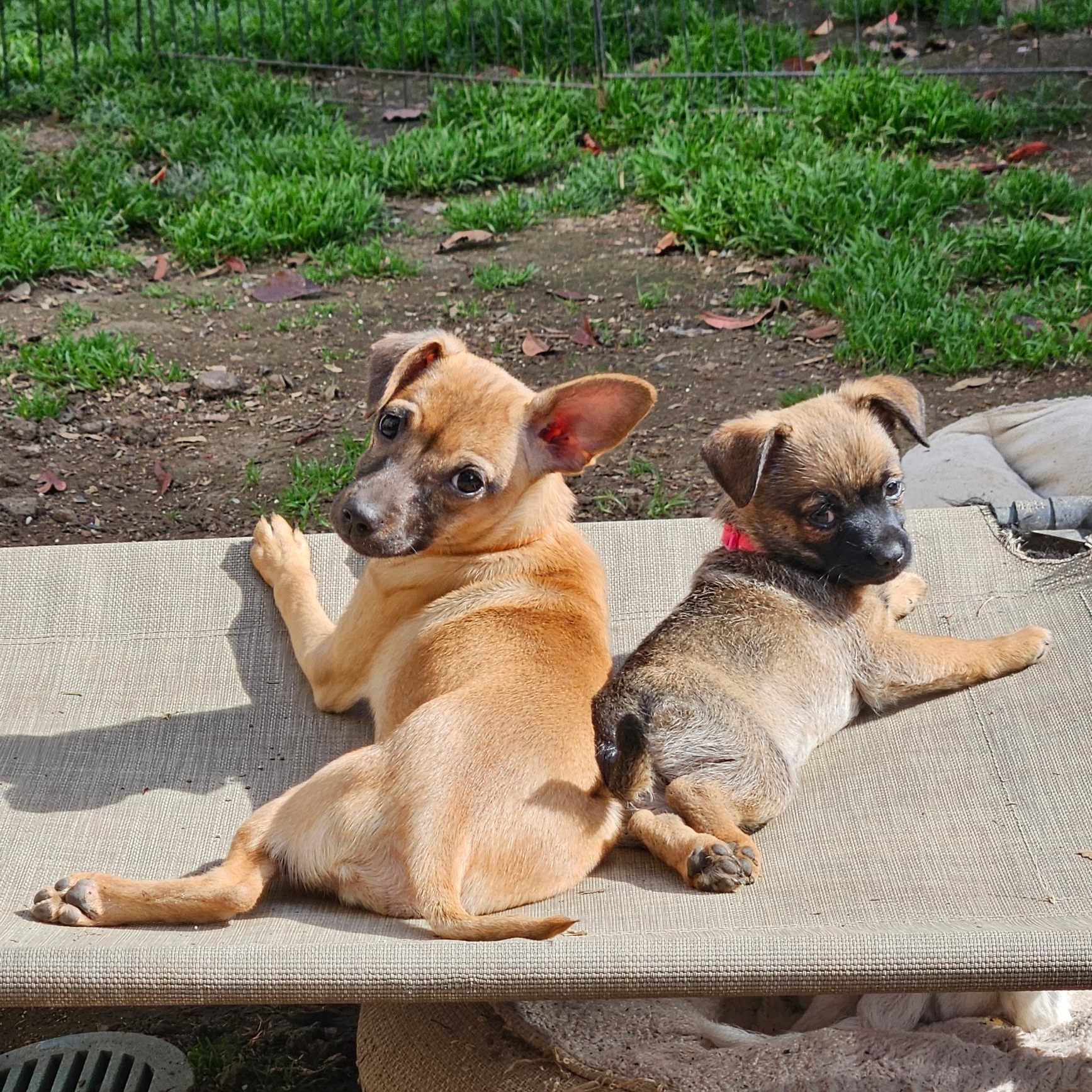 Enlarge Brie, an adopted mixed breed in clayton , CA image 2/2