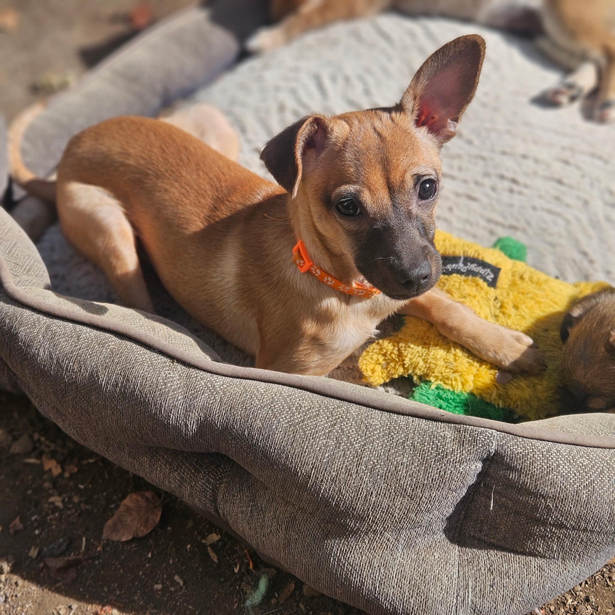 Enlarge Brie, an adopted mixed breed in clayton , CA image 1/2