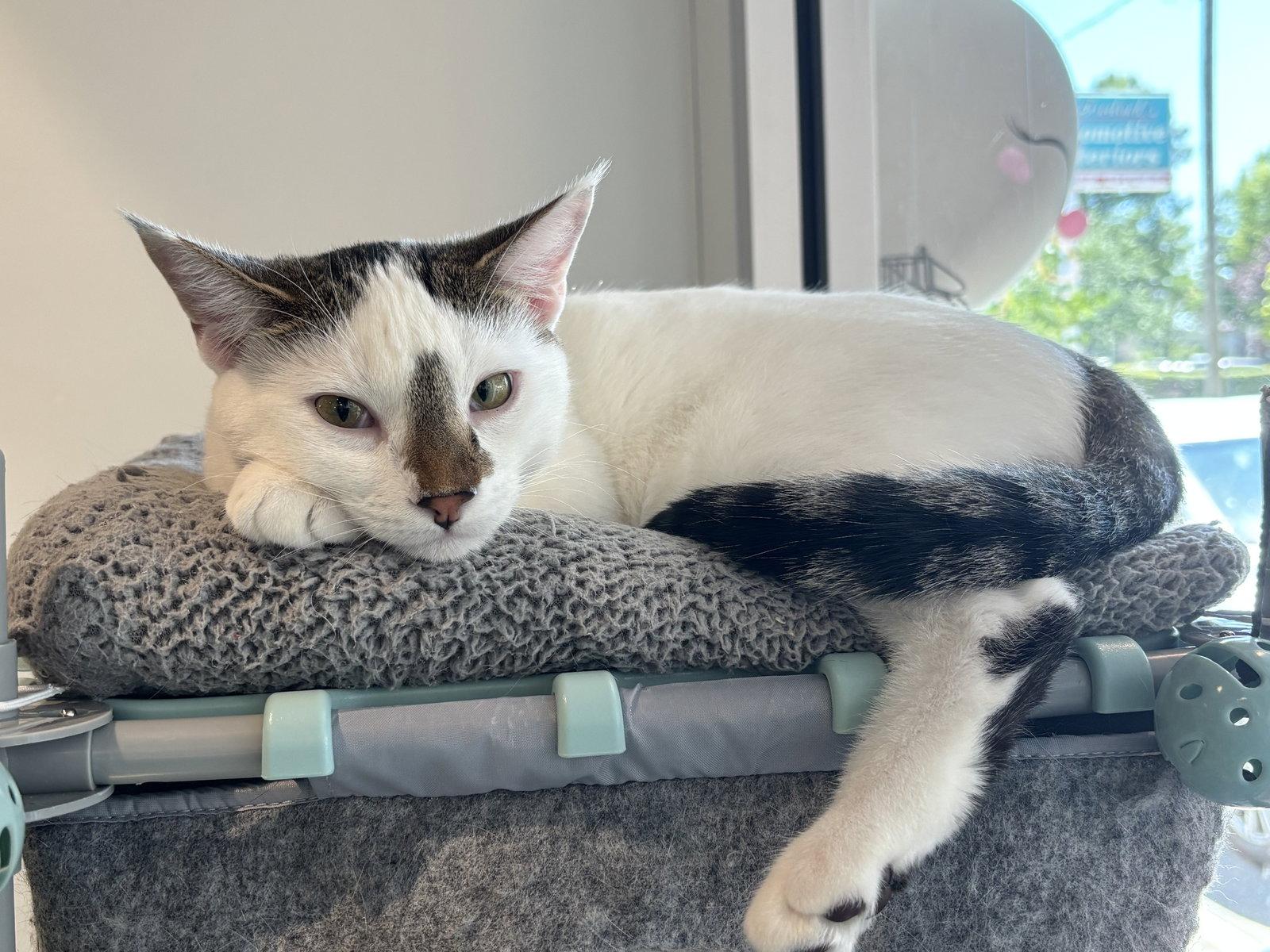 Enlarge Snowball, a Adoptable Domestic Short Hair in Oakboro , NC image 1/3