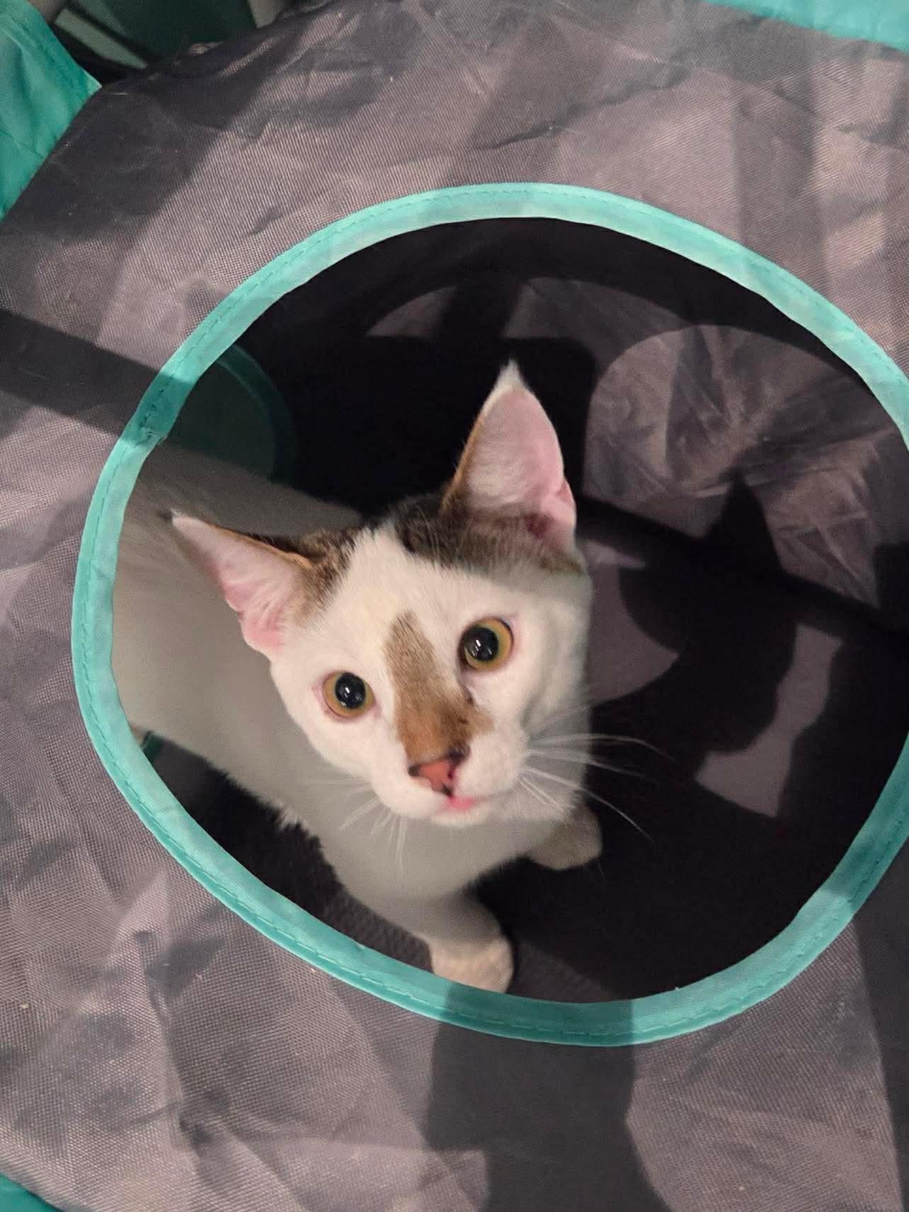 Snowball, Adoptable, Young Male Domestic Short Hair.