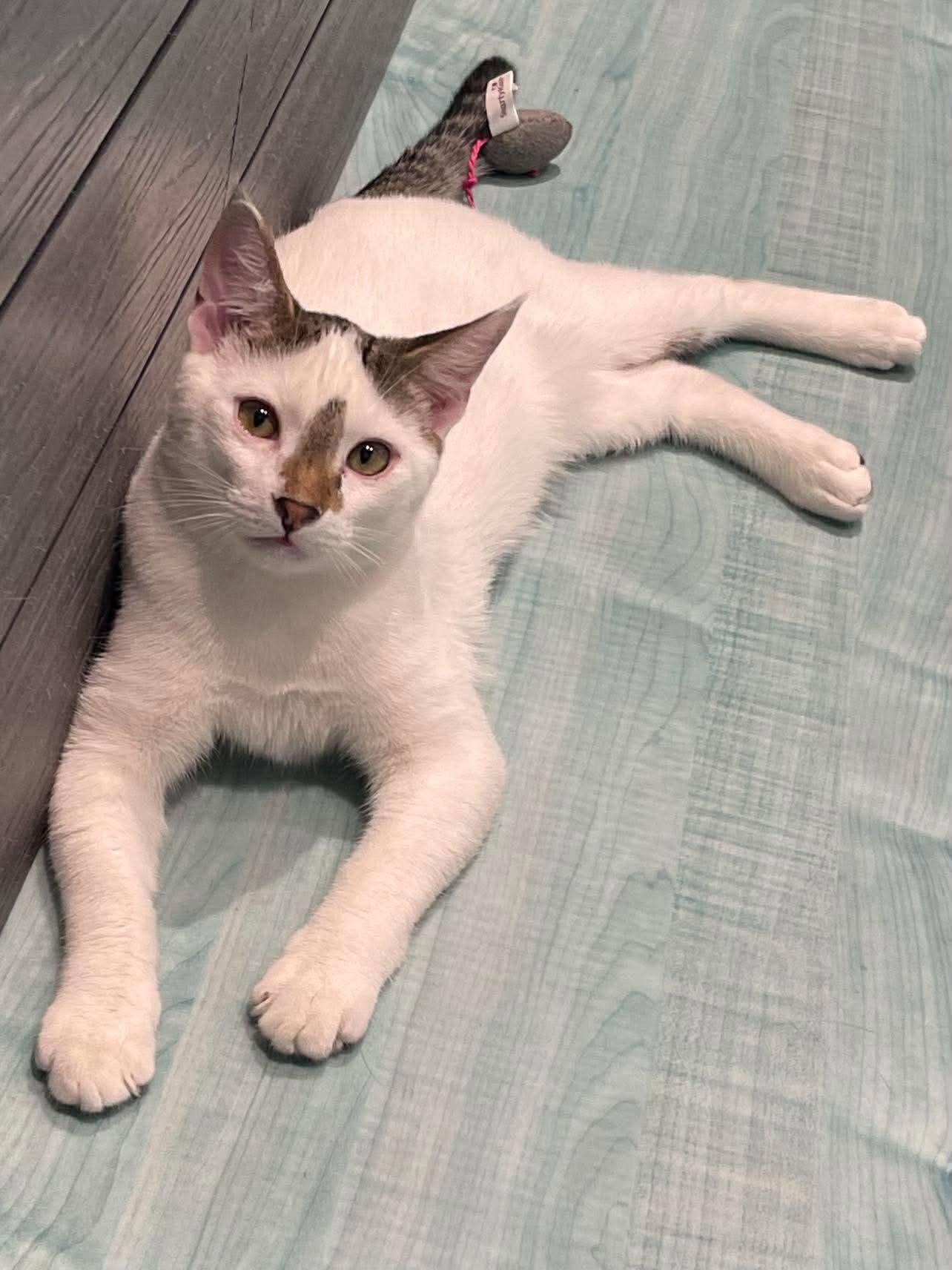 Enlarge Snowball, a Adoptable Domestic Short Hair in Oakboro , NC image 2/3