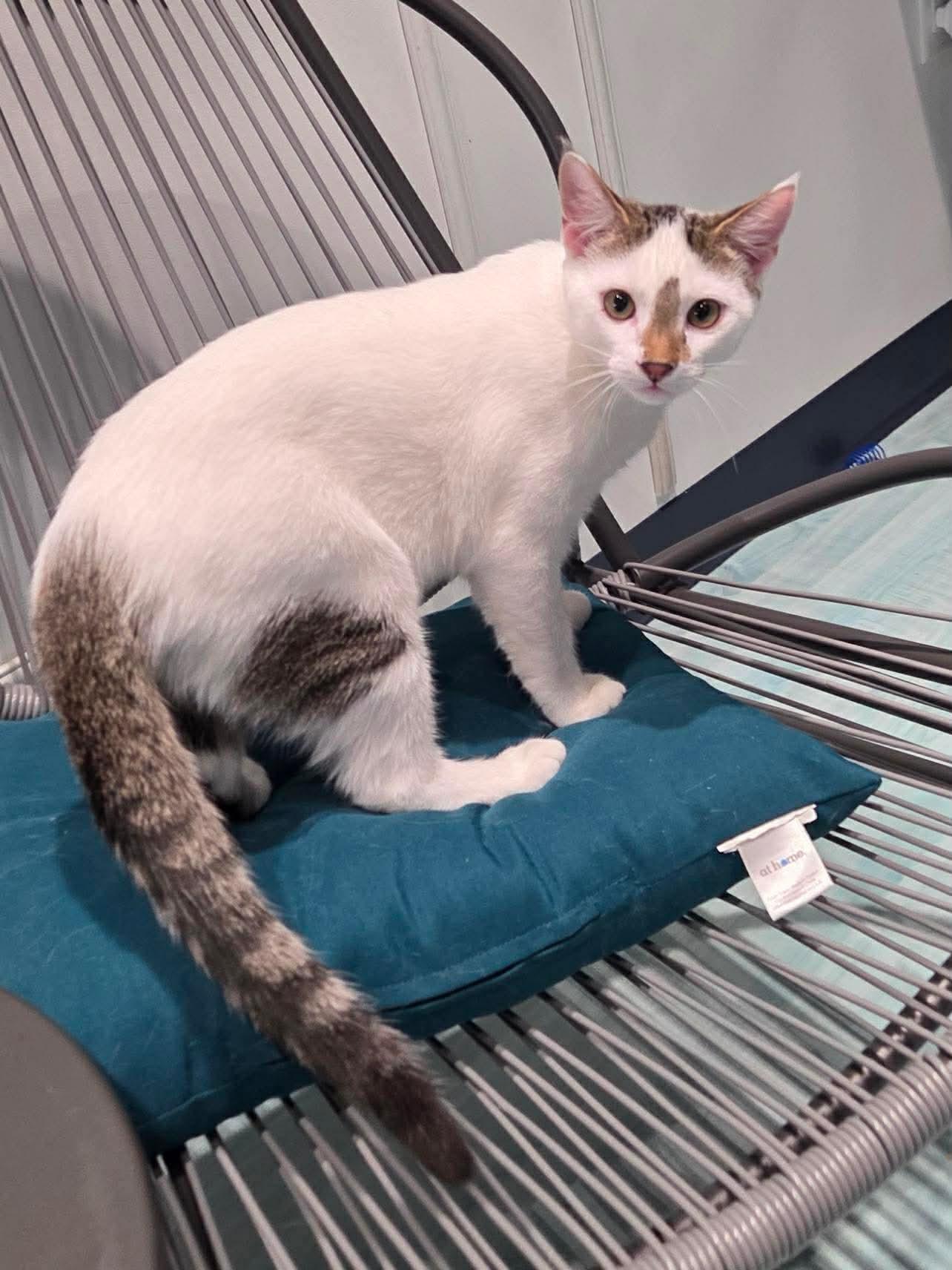 Enlarge Snowball, a Adoptable Domestic Short Hair in Oakboro , NC image 3/3