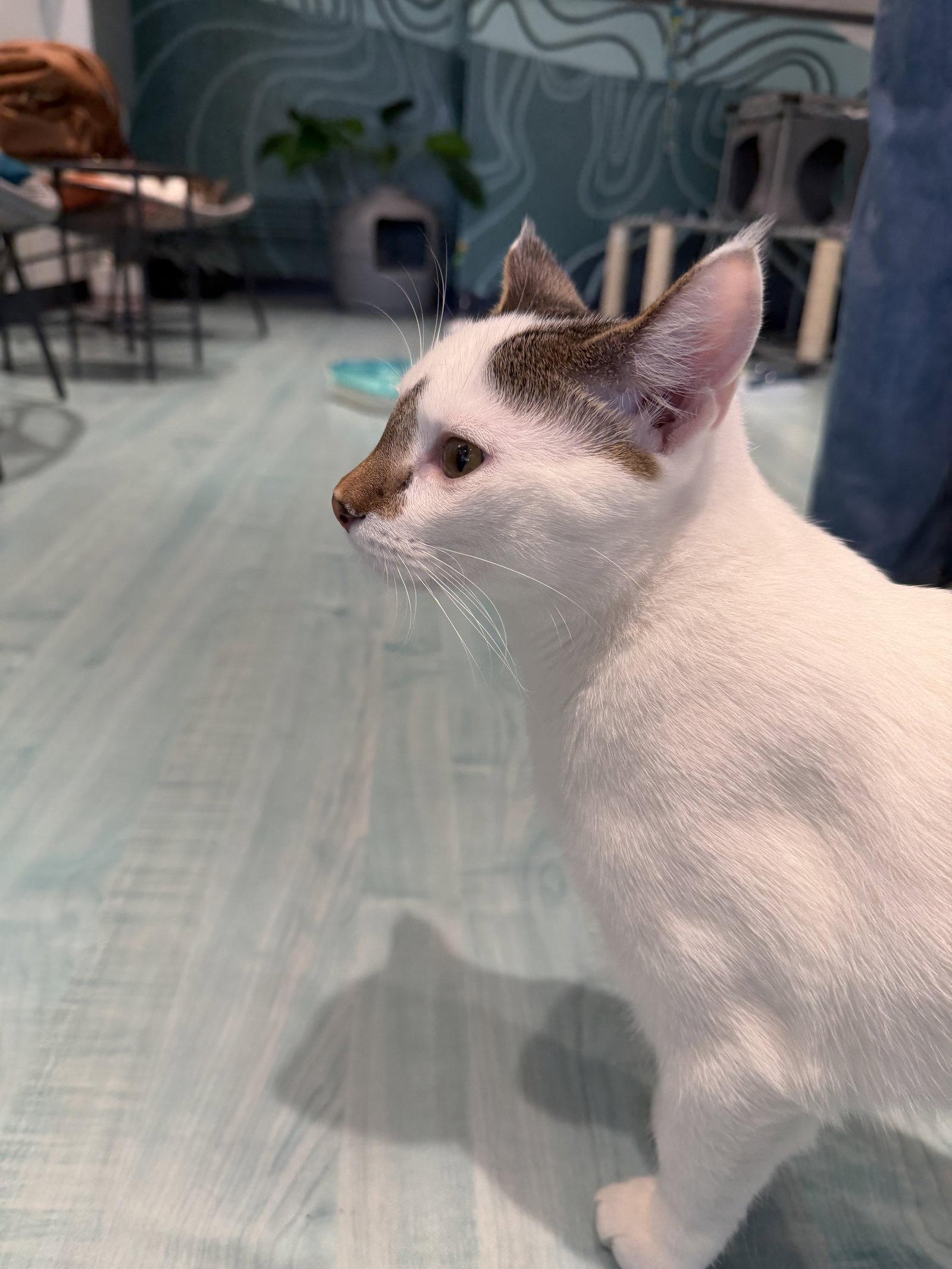 Enlarge Snowball, a Adoptable Domestic Short Hair in Oakboro , NC image 3/3