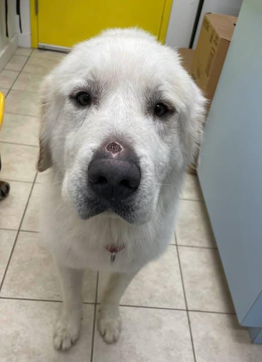 Enlarge Brody, an adopted Great Pyrenees in AQUEBOGUE, NY image 1/1