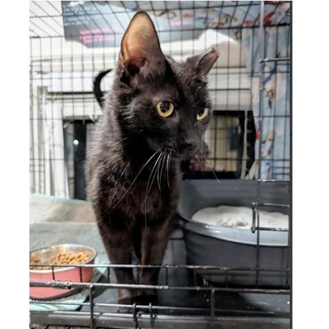 Davina, Adoptable, Adult Female Domestic Short Hair.