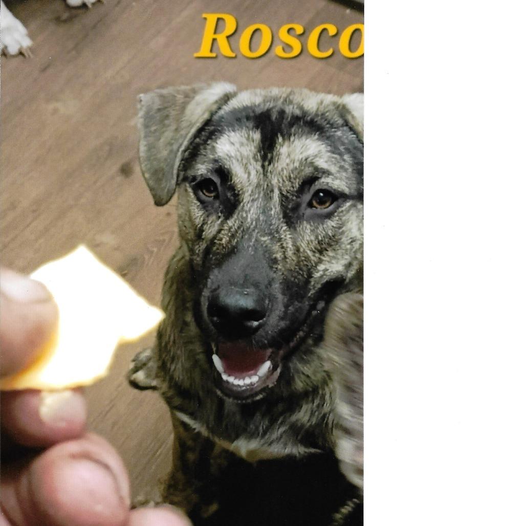 Enlarge Roscoe, a Adoptable mixed breed in Baytown, TX image 1/1