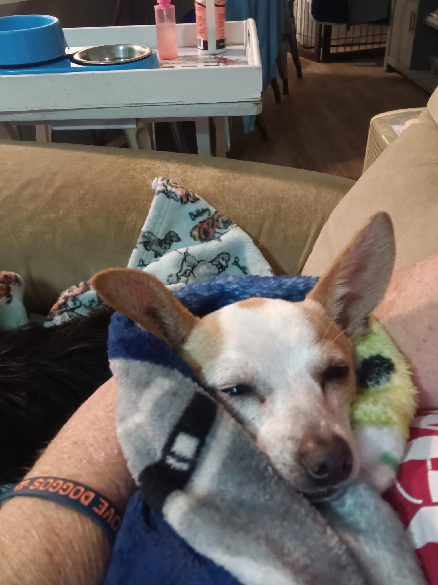 Enlarge Latte, an adopted Chihuahua in Tampa, FL image 5/6