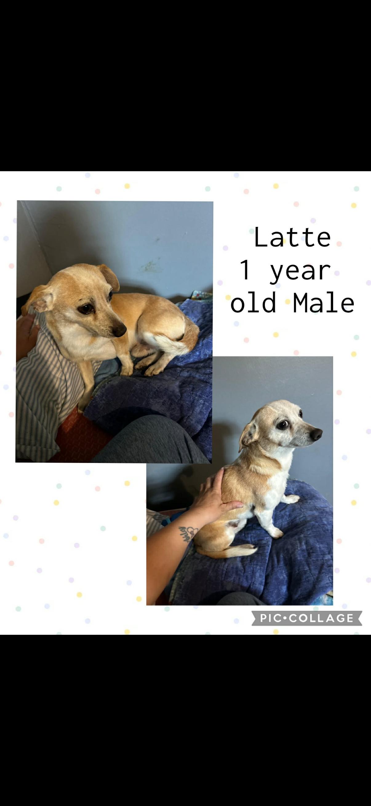 Enlarge Latte, an adopted Chihuahua in Tampa, FL image 4/6