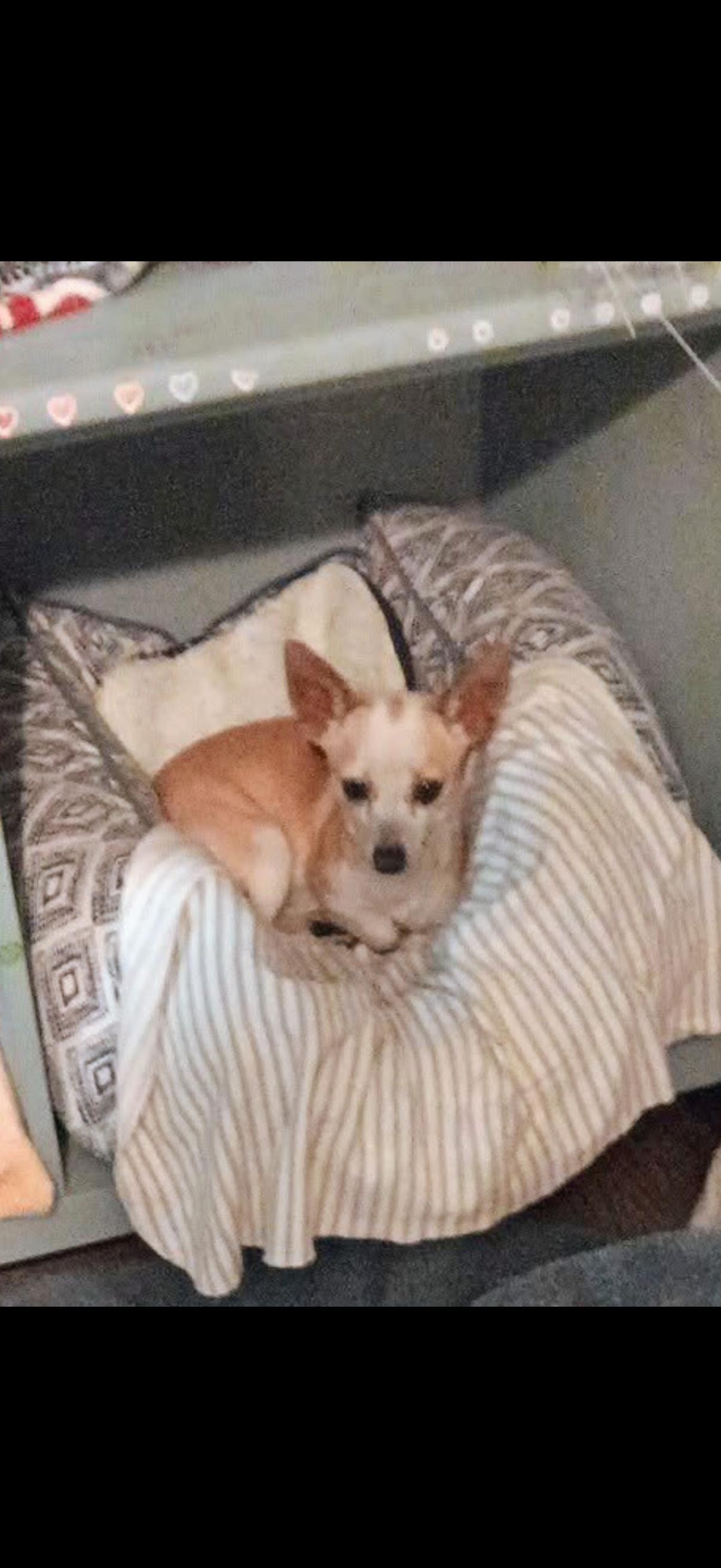 Enlarge Latte, an adopted Chihuahua in Tampa, FL image 6/6