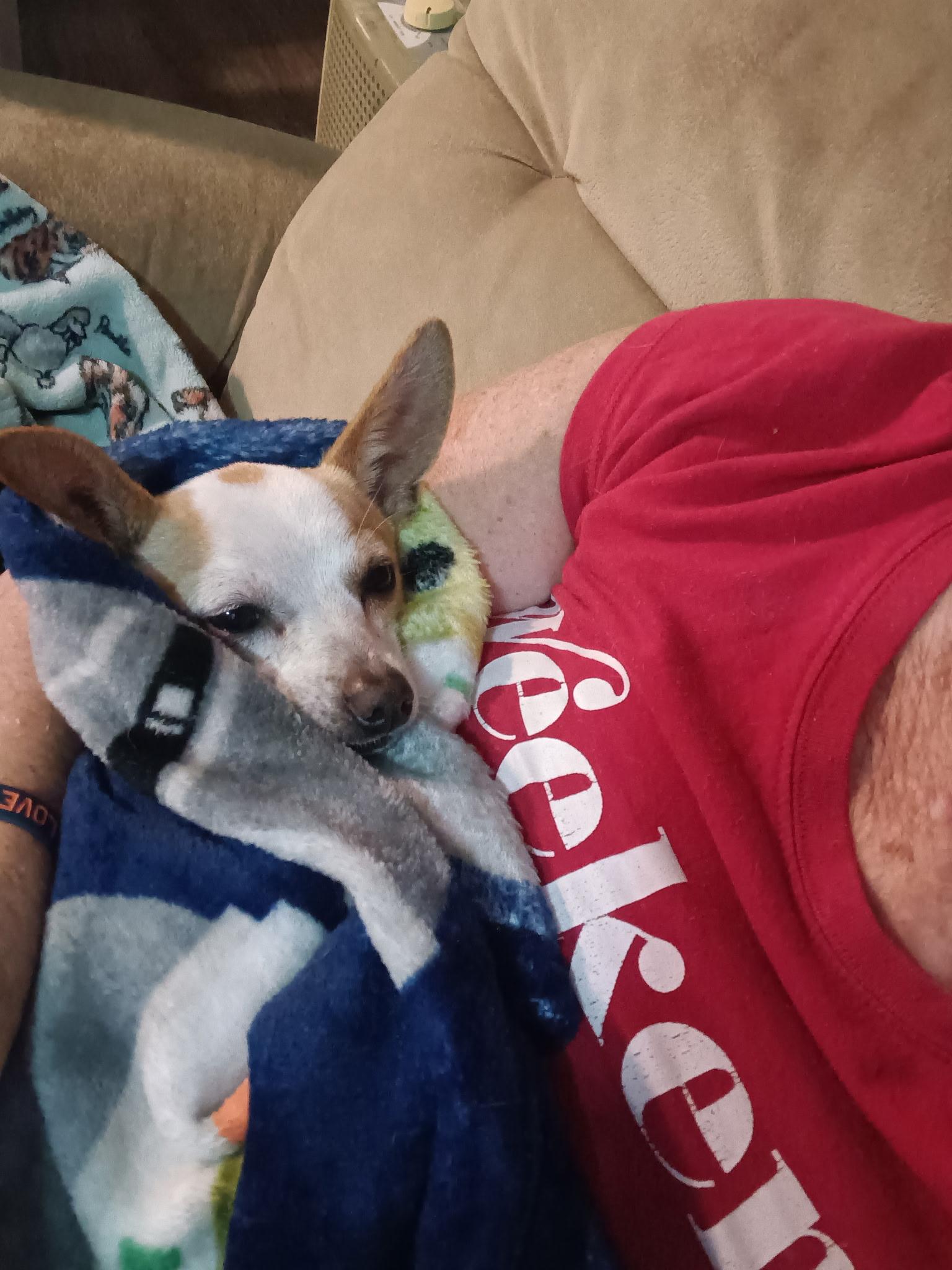 Enlarge Latte, an adopted Chihuahua in Tampa, FL image 2/6