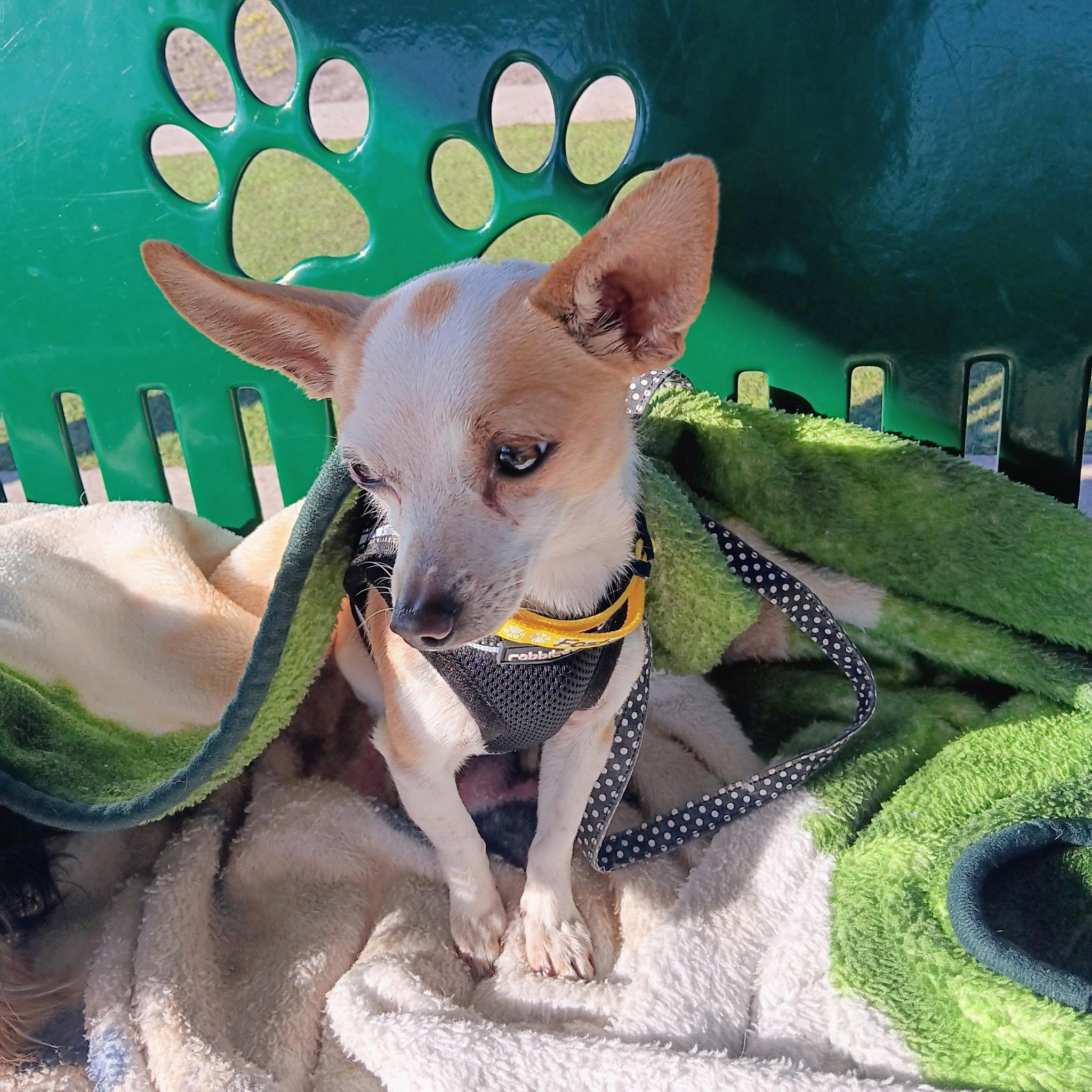 Enlarge Latte, an adopted Chihuahua in Tampa, FL image 1/6