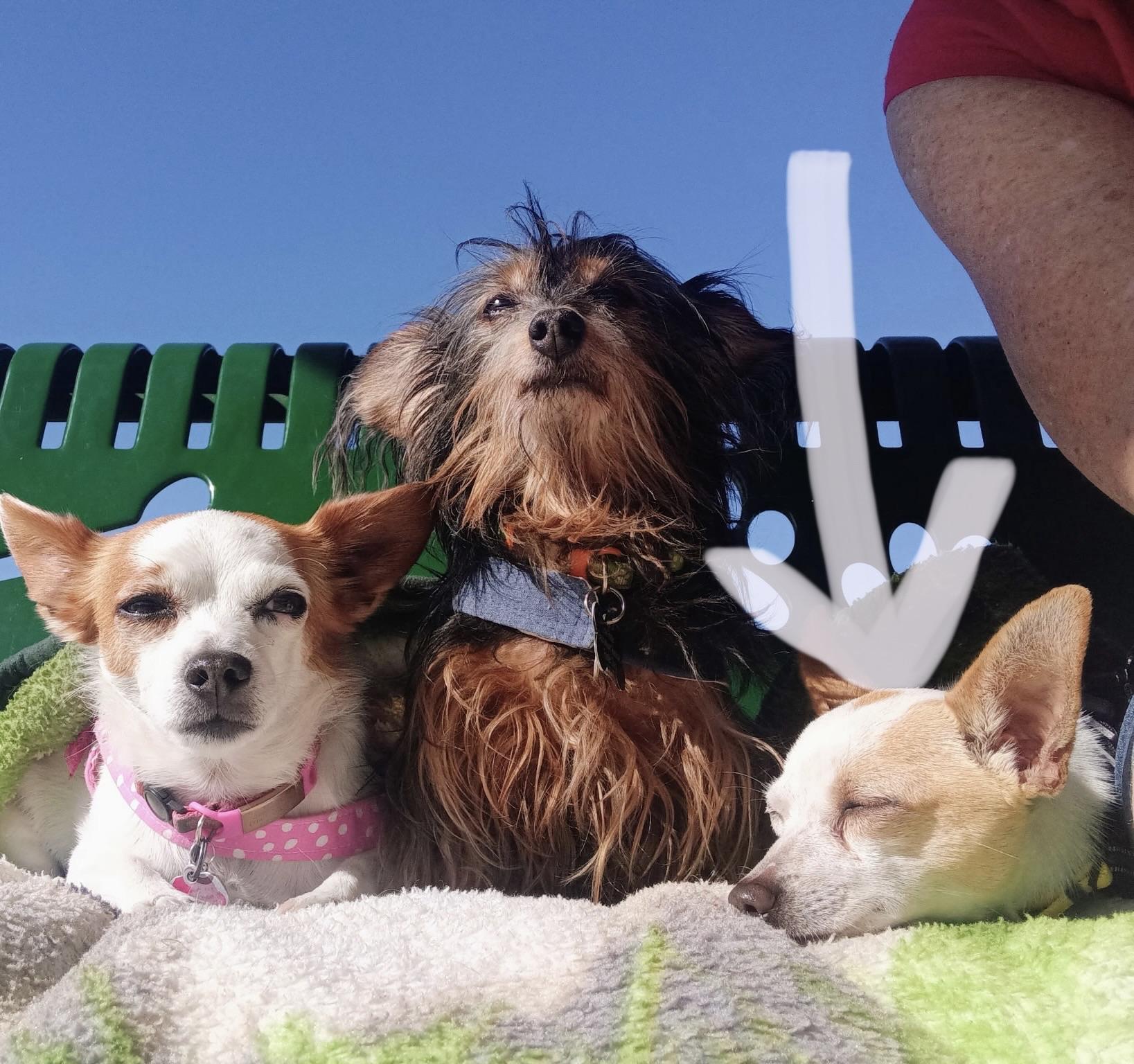 Enlarge Latte, an adopted Chihuahua in Tampa, FL image 3/6