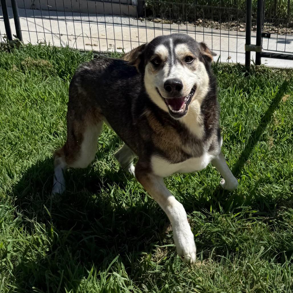 Diamond, Adoptable, Adult Female Husky & Mixed Breed.