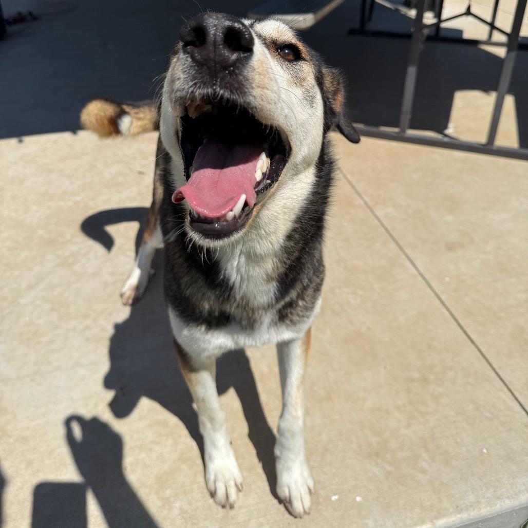 Enlarge Diamond, a Adoptable mixed breed in Eufaula, OK image 2/6