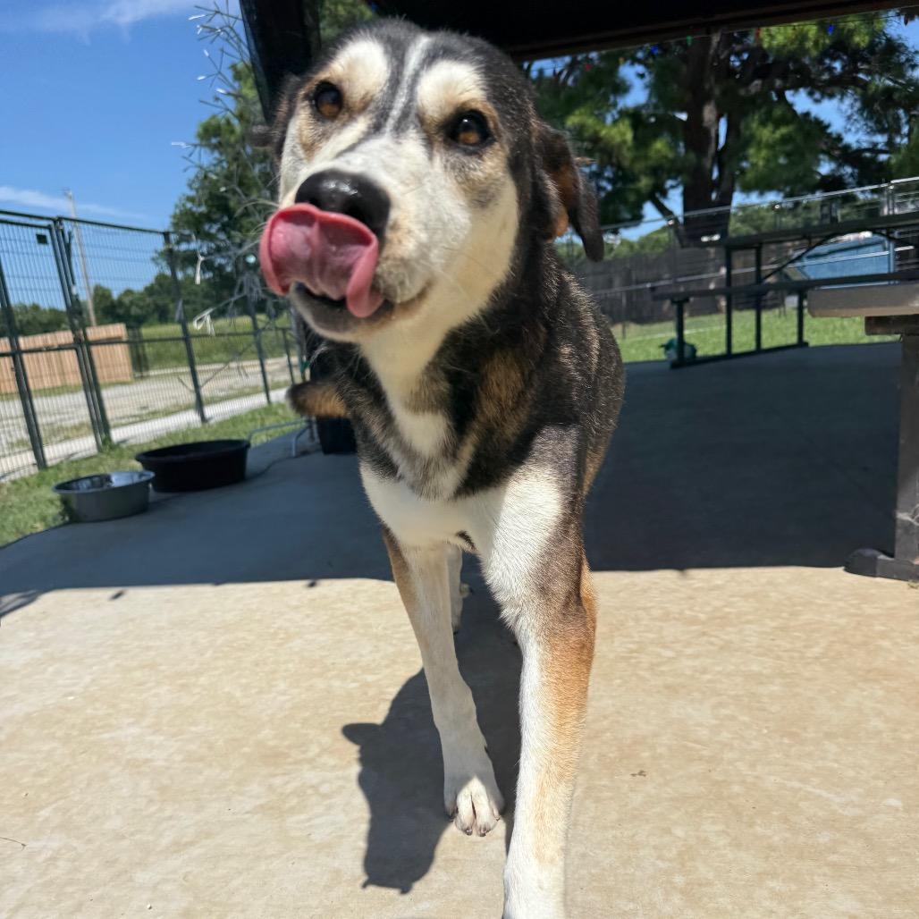 Enlarge Diamond, a Adoptable mixed breed in Eufaula, OK image 3/6