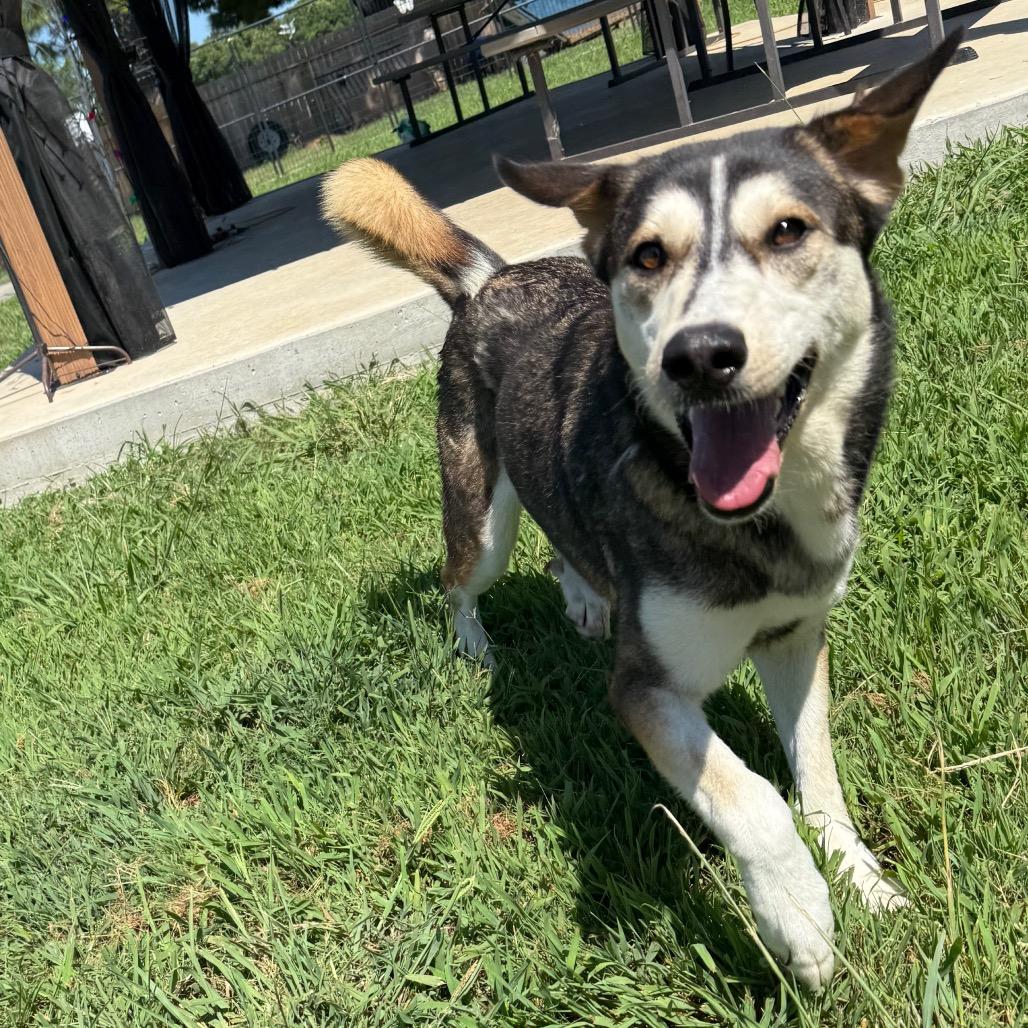Enlarge Diamond, a Adoptable mixed breed in Eufaula, OK image 4/6
