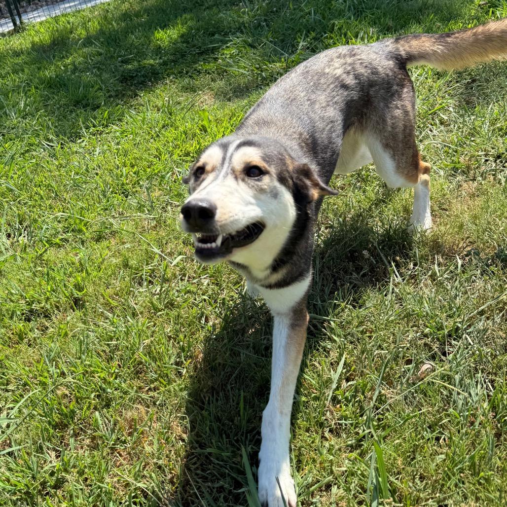 Enlarge Diamond, a Adoptable mixed breed in Eufaula, OK image 5/6