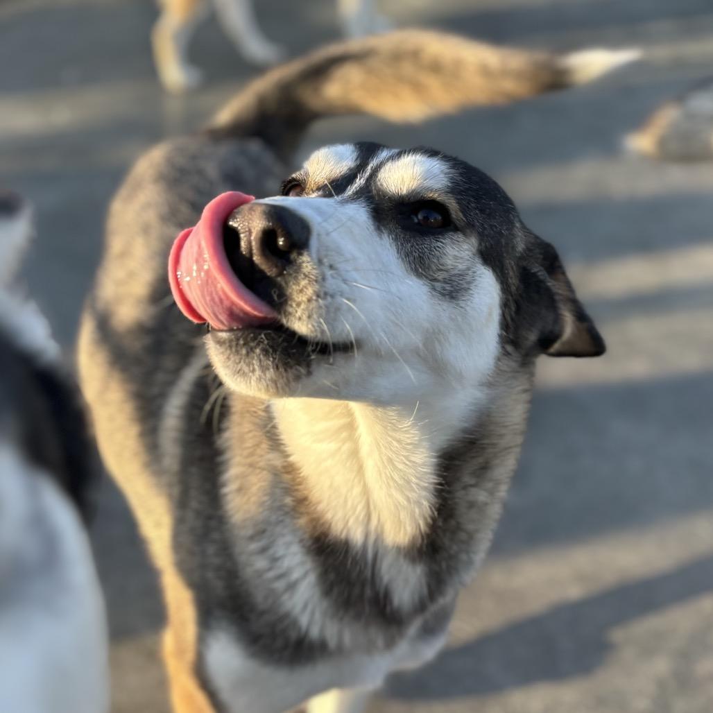 Enlarge Diamond, a Adoptable mixed breed in Eufaula, OK image 6/6