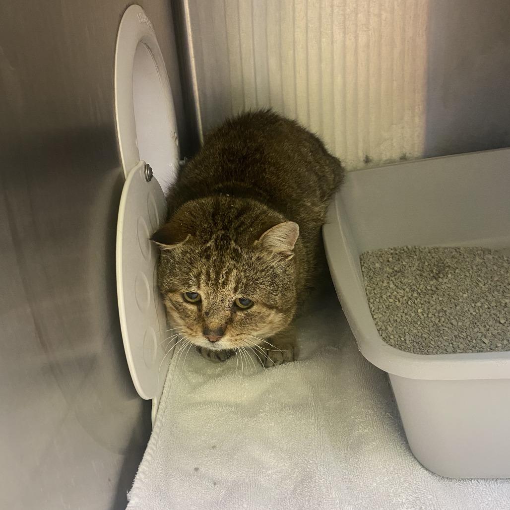 Enlarge Tank, a Adoptable Domestic Short Hair in Burlington, ON image 1/2