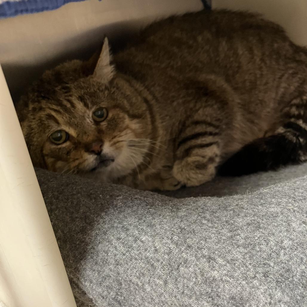 Enlarge Tank, a Adoptable Domestic Short Hair in Burlington, ON image 2/2