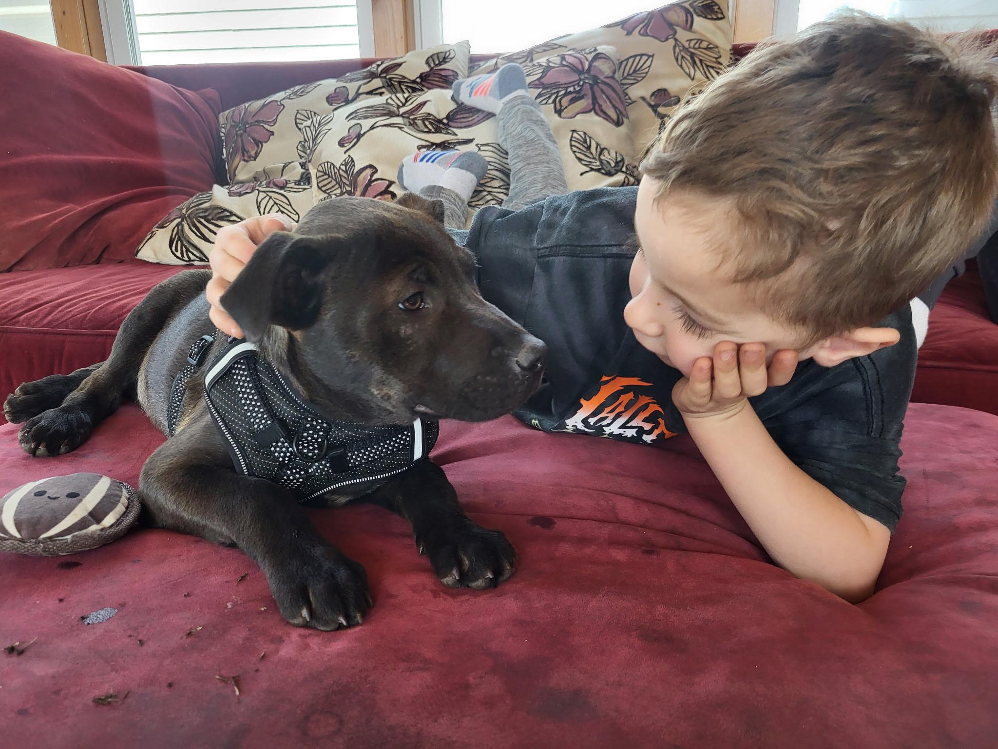 Scout, a Adopted mixed breed in Holmen, WI image 3/6