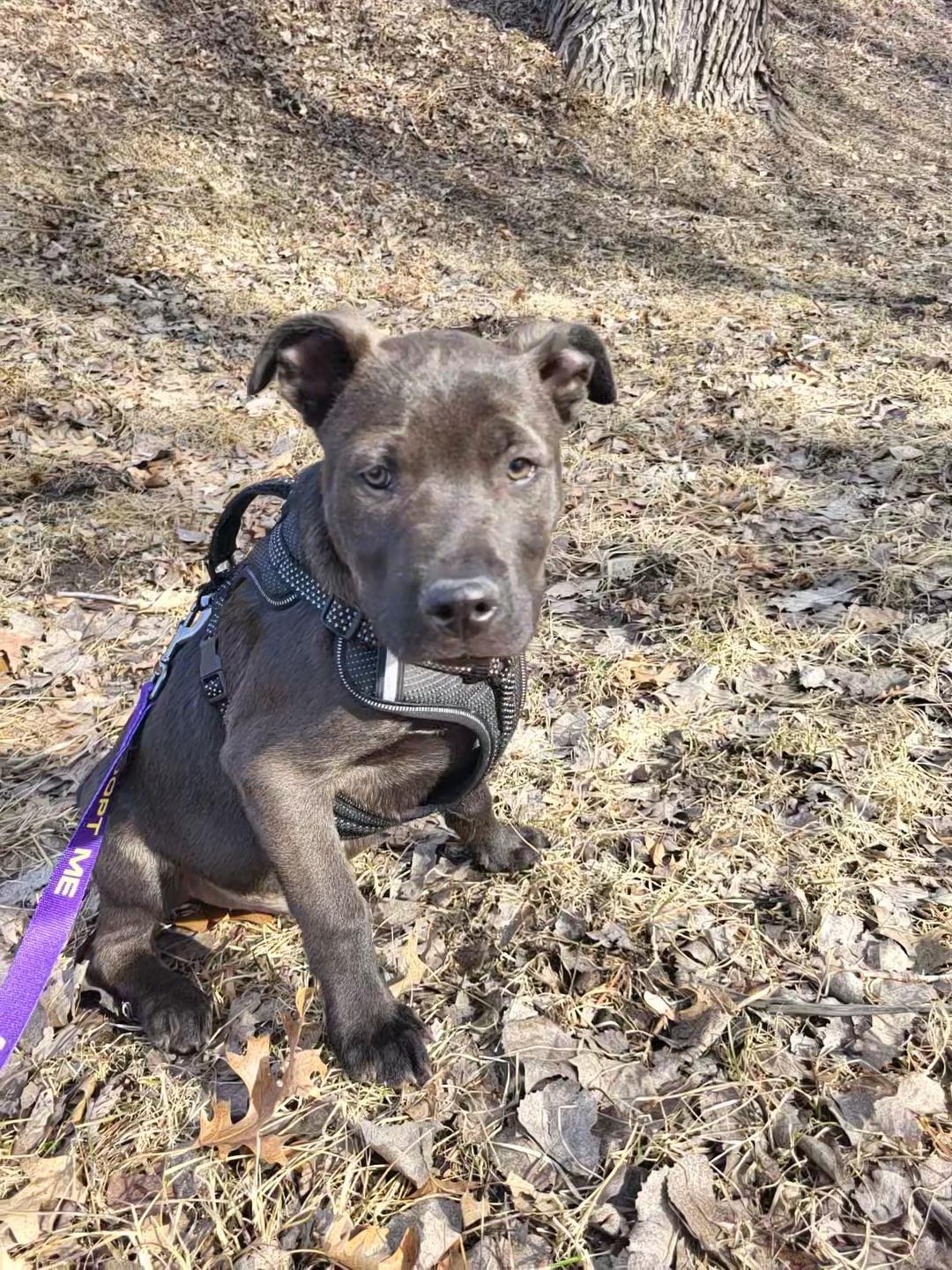 Scout, a Adopted mixed breed in Holmen, WI image 4/6