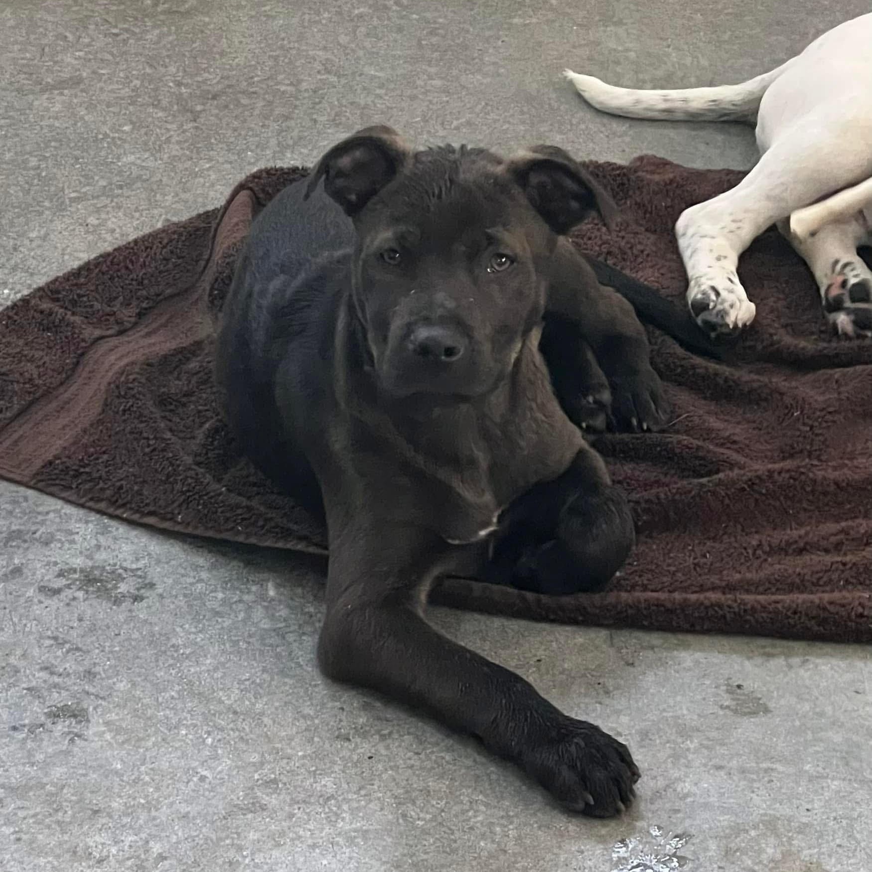 Scout, a Adopted mixed breed in Holmen, WI image 2/6