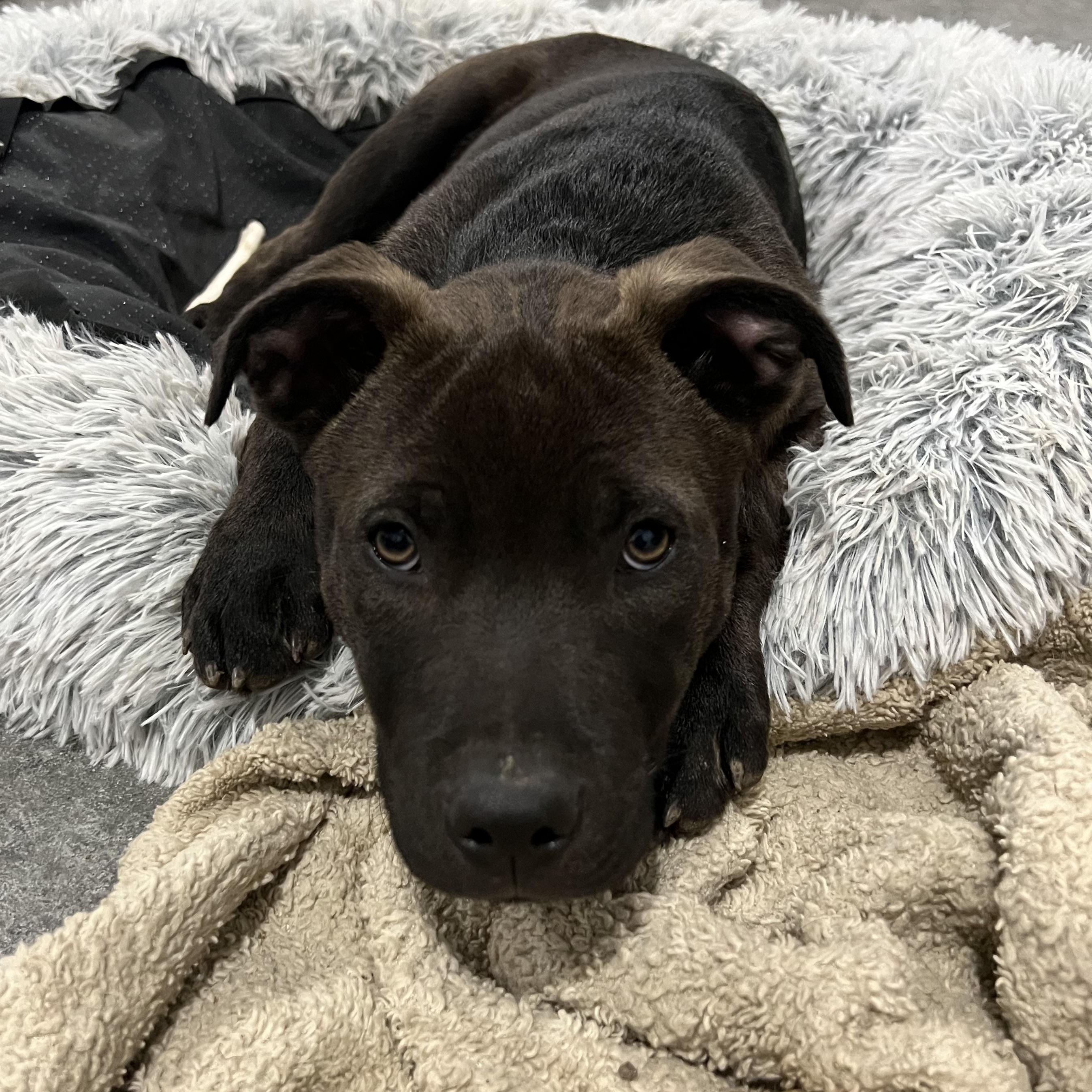 Scout, a Adopted mixed breed in Holmen, WI image 1/6