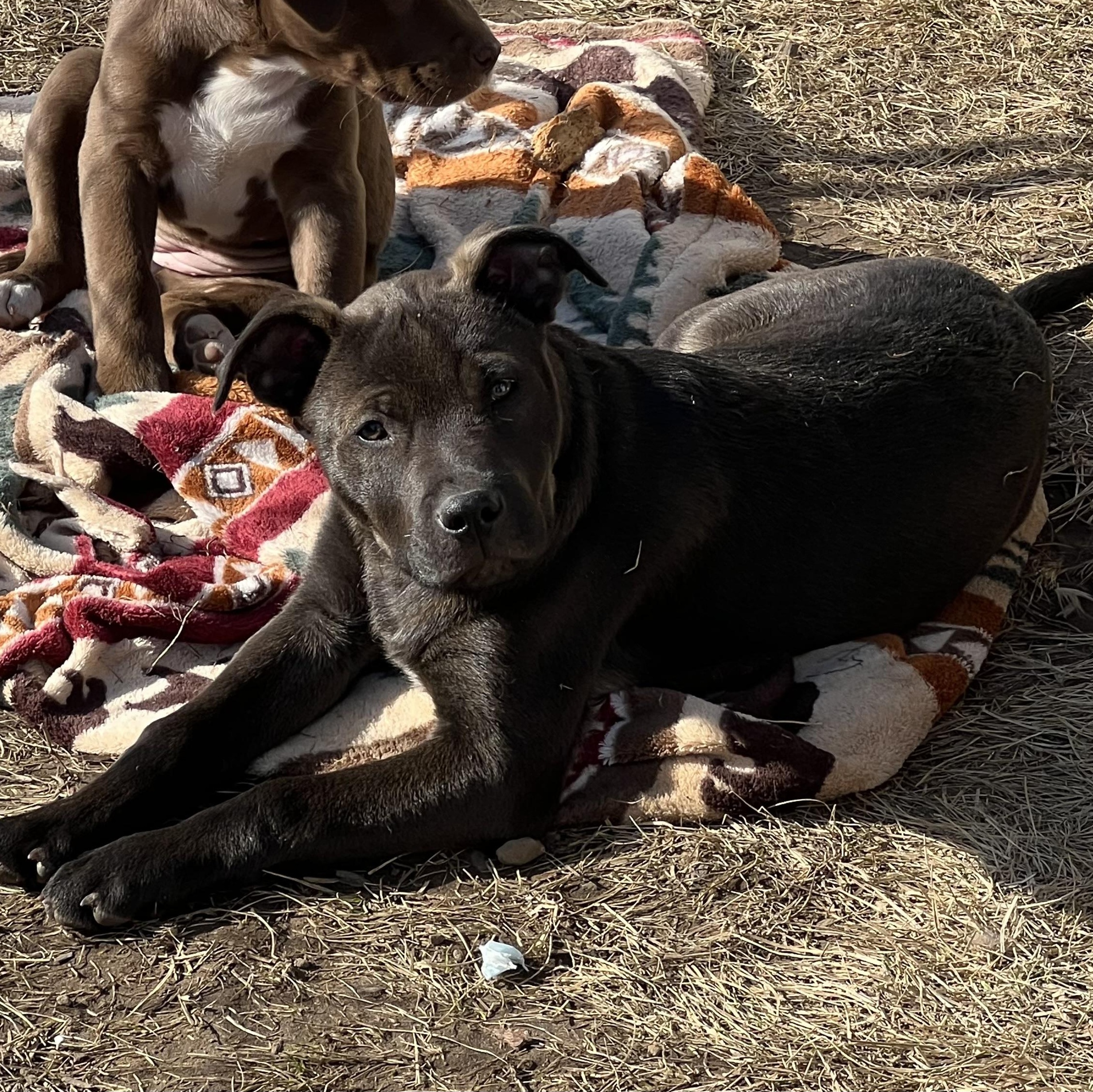 Scout, a Adopted mixed breed in Holmen, WI image 5/6