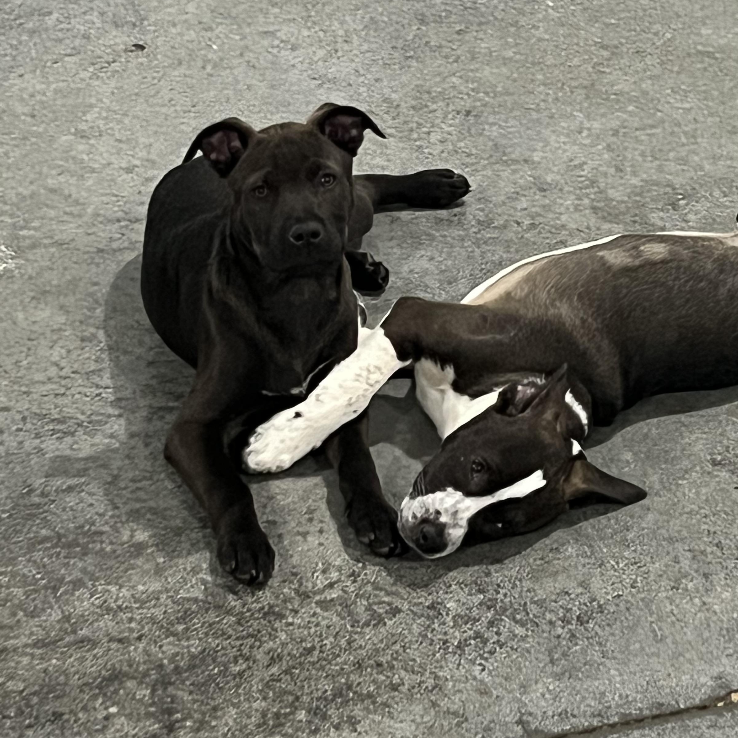 Scout, a Adopted mixed breed in Holmen, WI image 6/6