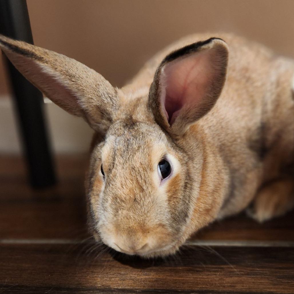 Enlarge Nugget, a Adoptable Rex in Reno, NV image 2/3