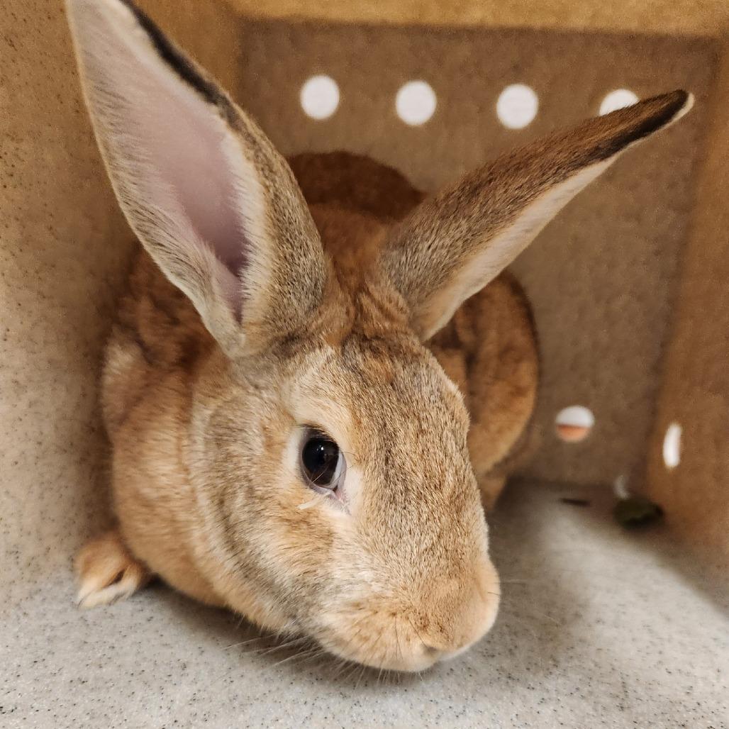 Enlarge Nugget, a Adoptable Rex in Reno, NV image 3/3
