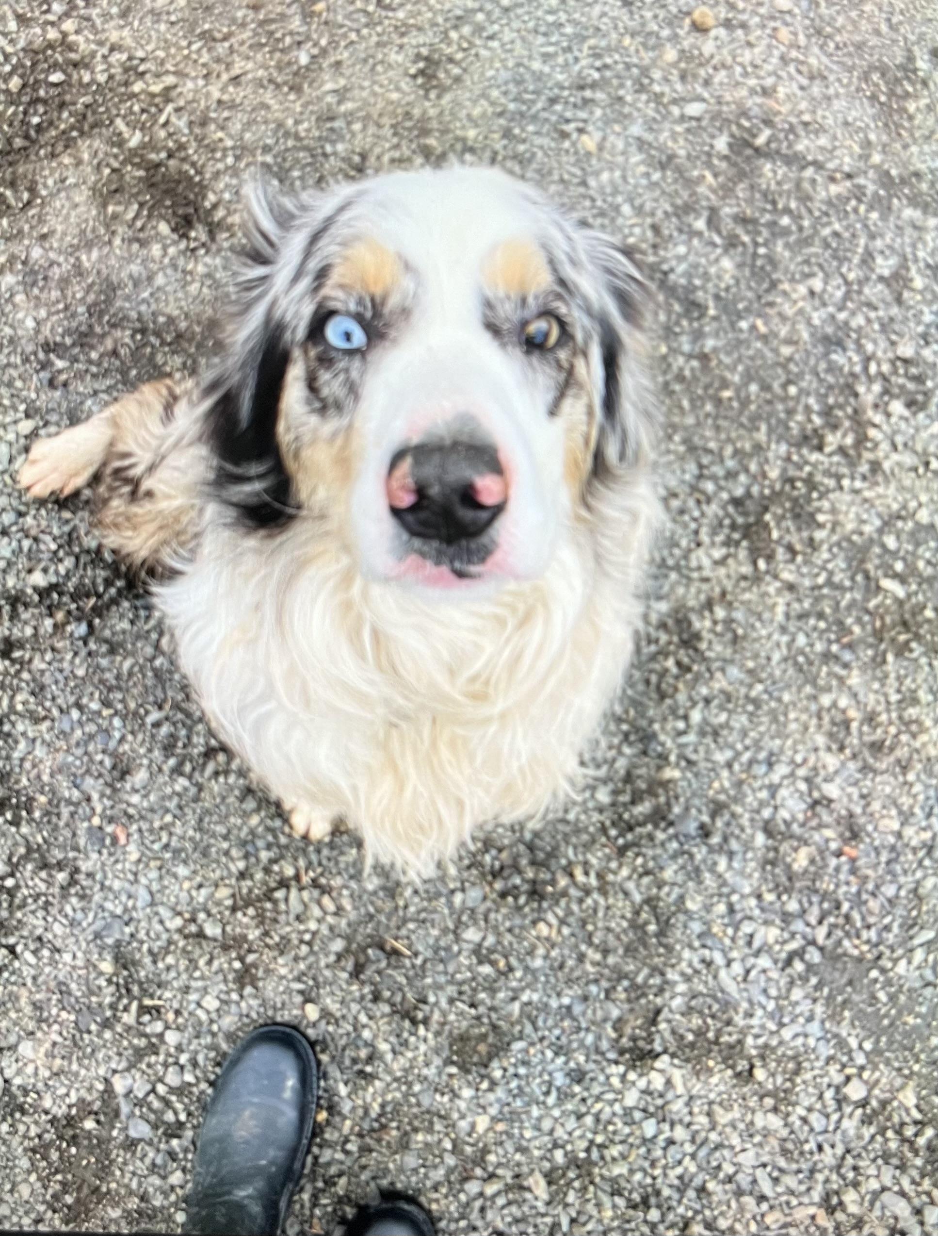 Huck **COURTESY POST**, a Adoptable mixed breed in Lewiston, ID image 1/2