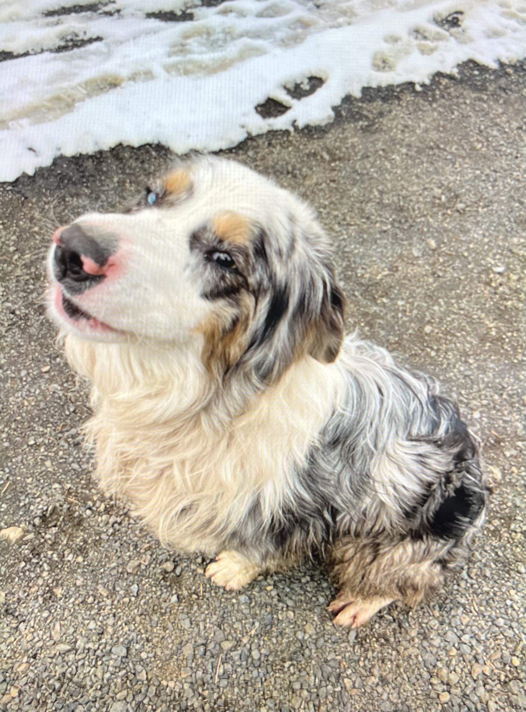 Huck **COURTESY POST**, a Adoptable mixed breed in Lewiston, ID image 2/2