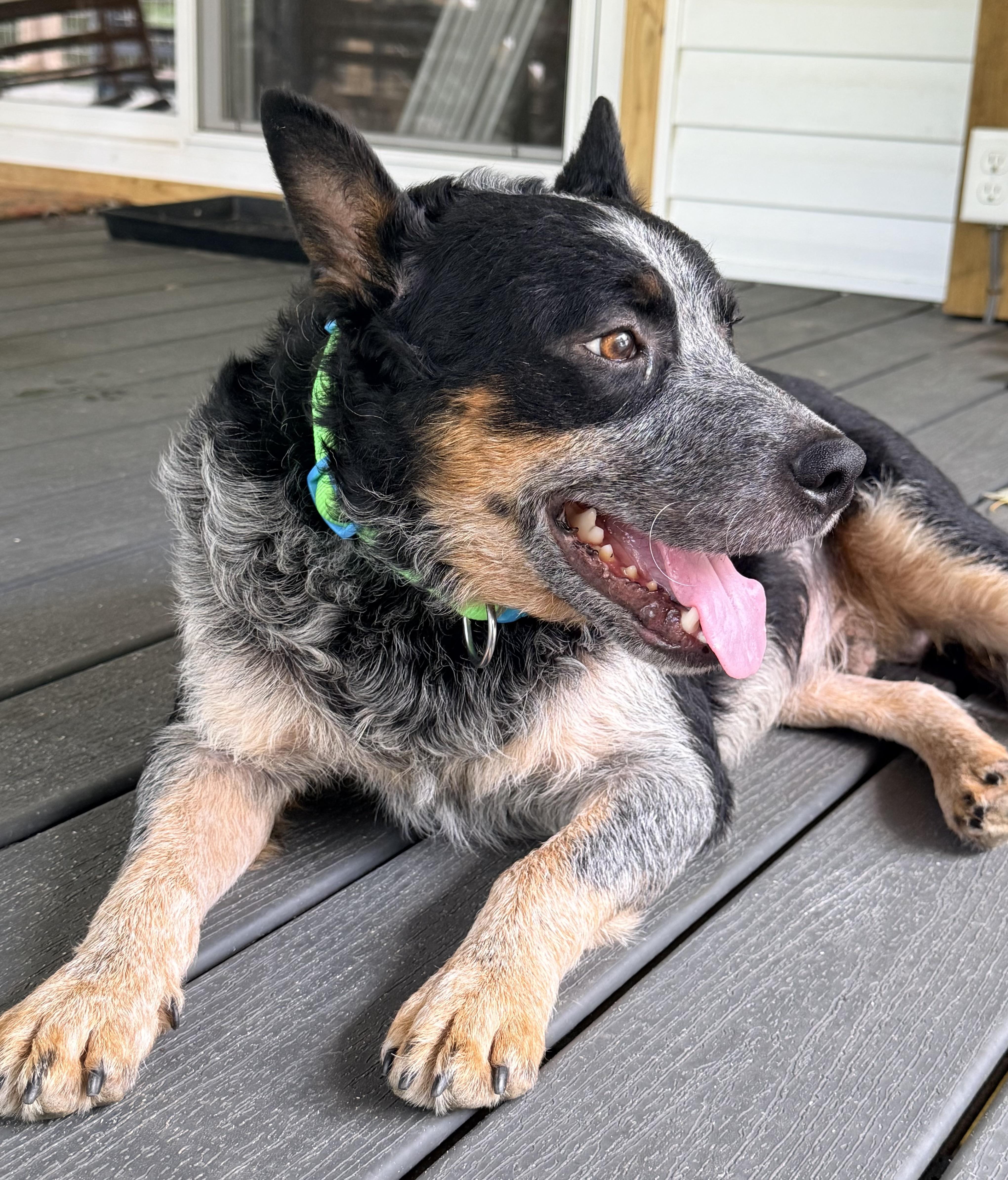 Enlarge Patton, a Adoptable Australian Cattle Dog / Blue Heeler in Fuquay-Varina, NC image 1/6