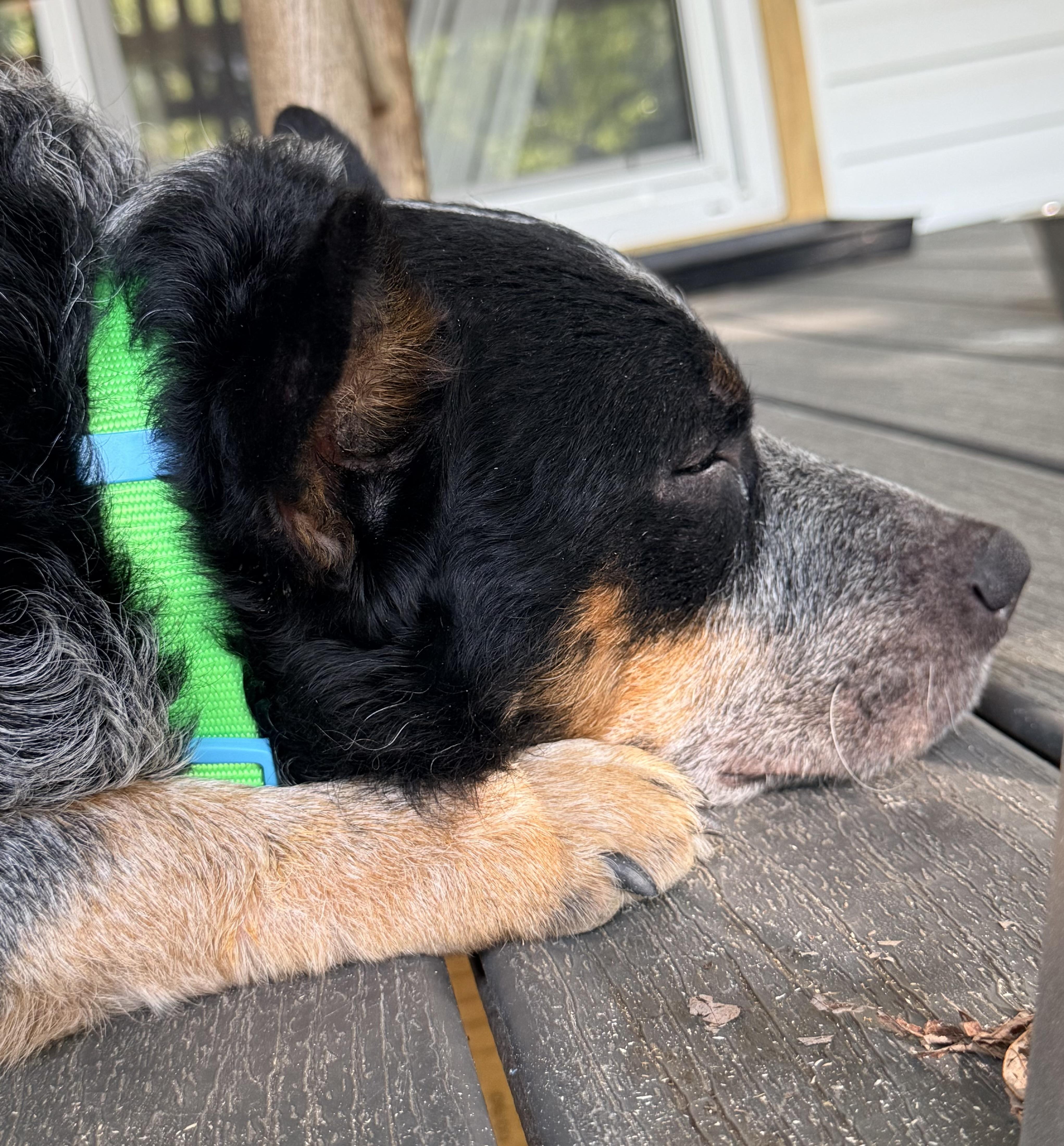 Enlarge Patton, a Adoptable Australian Cattle Dog / Blue Heeler in Fuquay-Varina, NC image 3/6