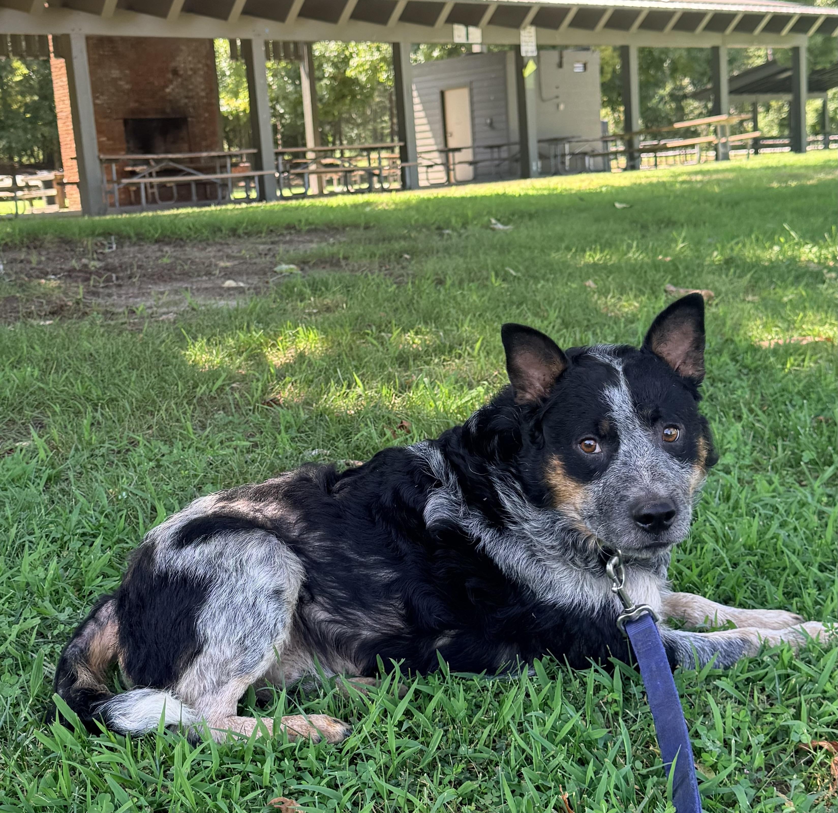 Enlarge Patton, a Adoptable Australian Cattle Dog / Blue Heeler in Fuquay-Varina, NC image 2/6