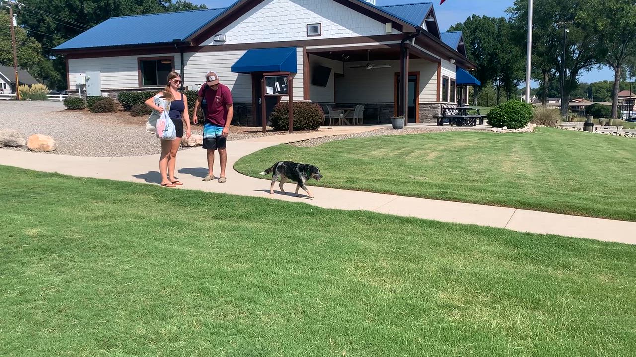 Enlarge Patton, a Adoptable Australian Cattle Dog / Blue Heeler in Fuquay-Varina, NC video 6/6