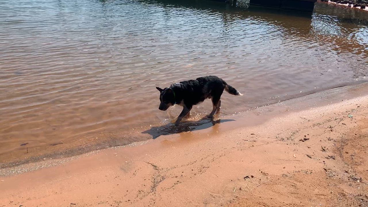 Enlarge Patton, a Adoptable Australian Cattle Dog / Blue Heeler in Fuquay-Varina, NC video 4/6